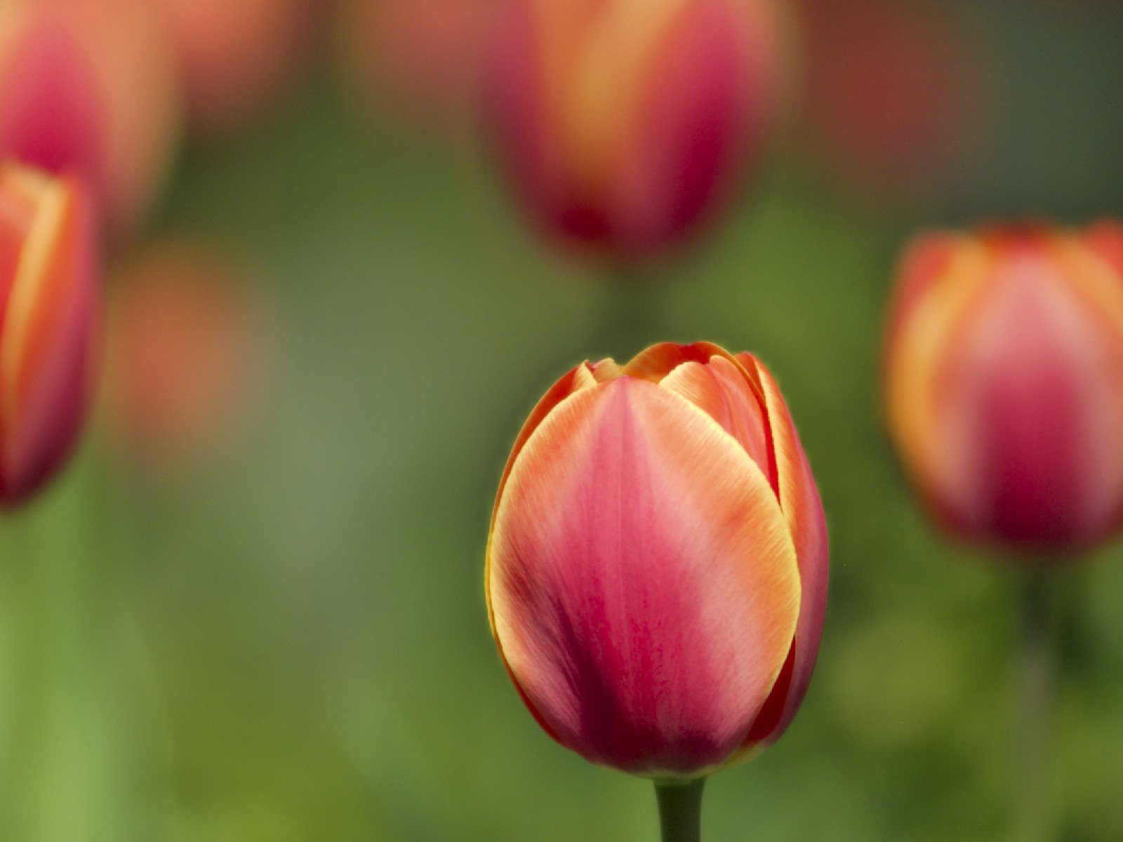 tulip plant