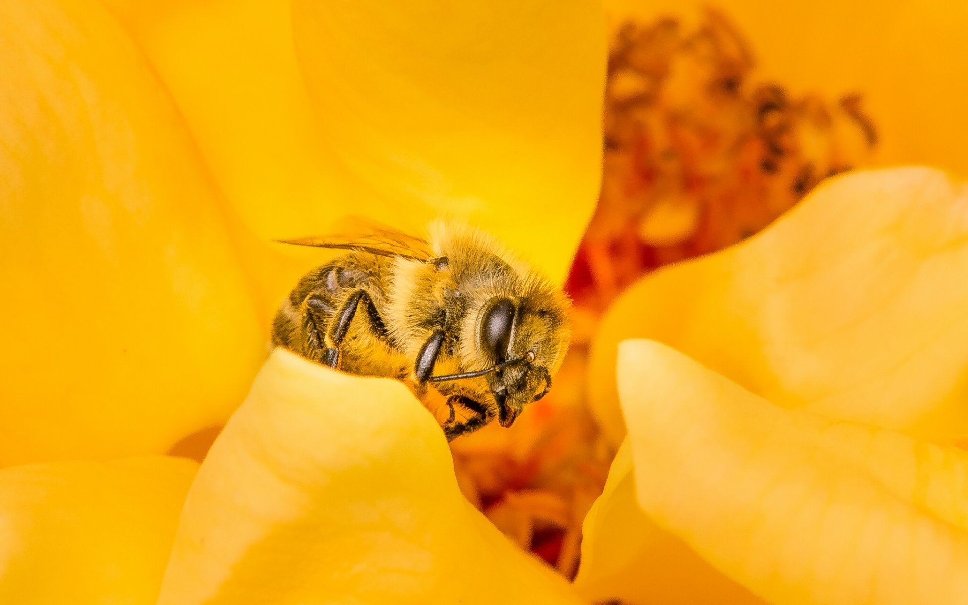 biene insekt blume makro