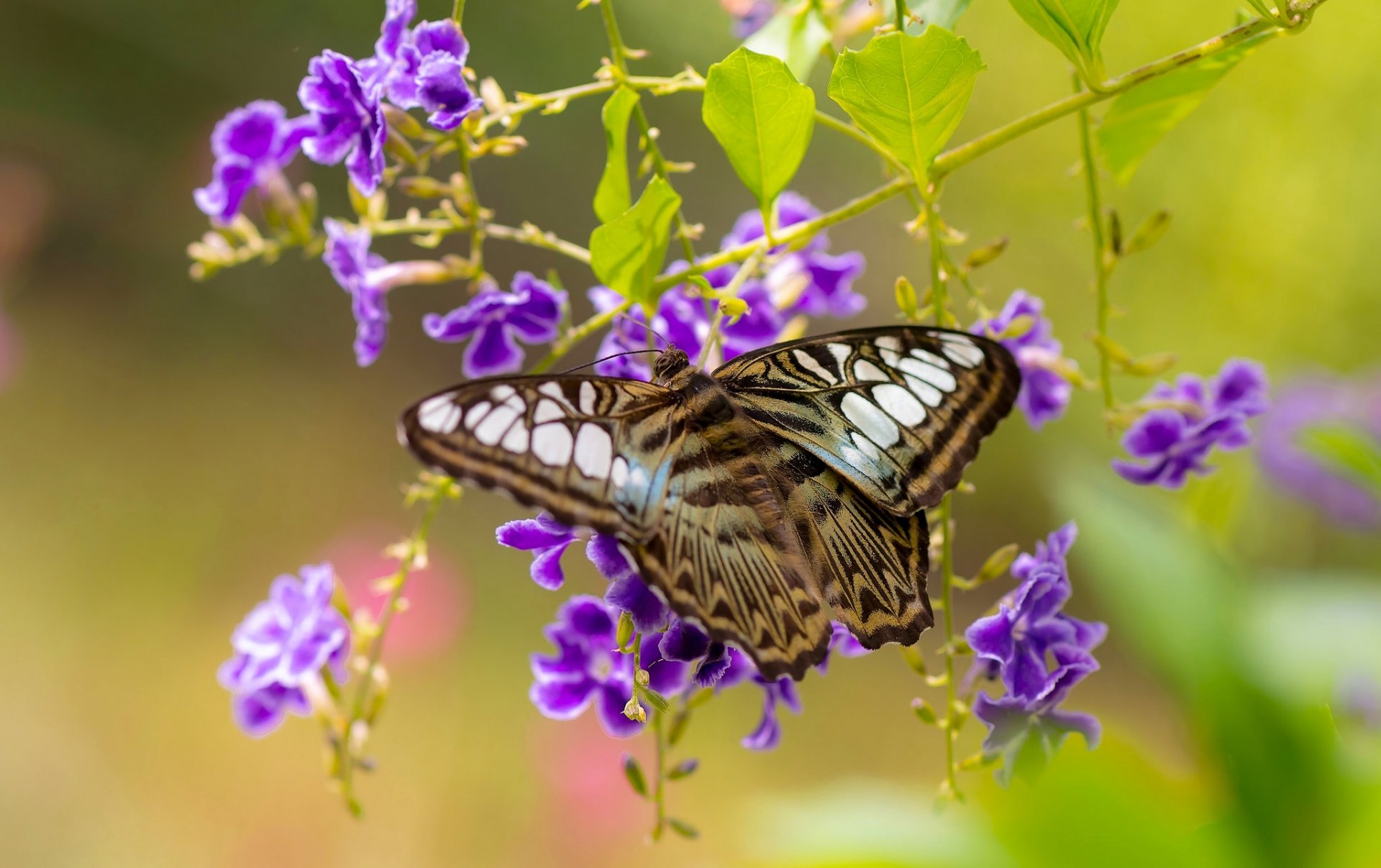 silvia tiger schmetterling duranta blumen makro