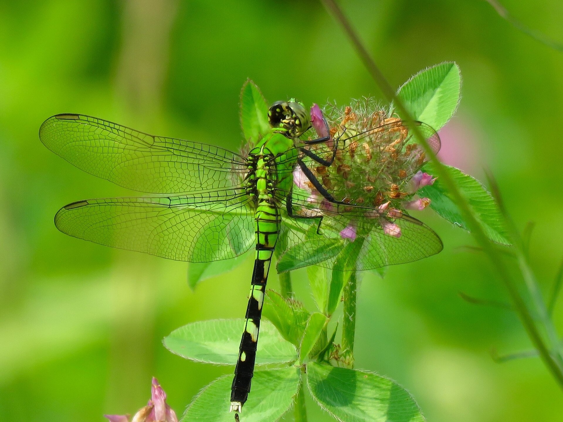 dragonfly flower clover close up