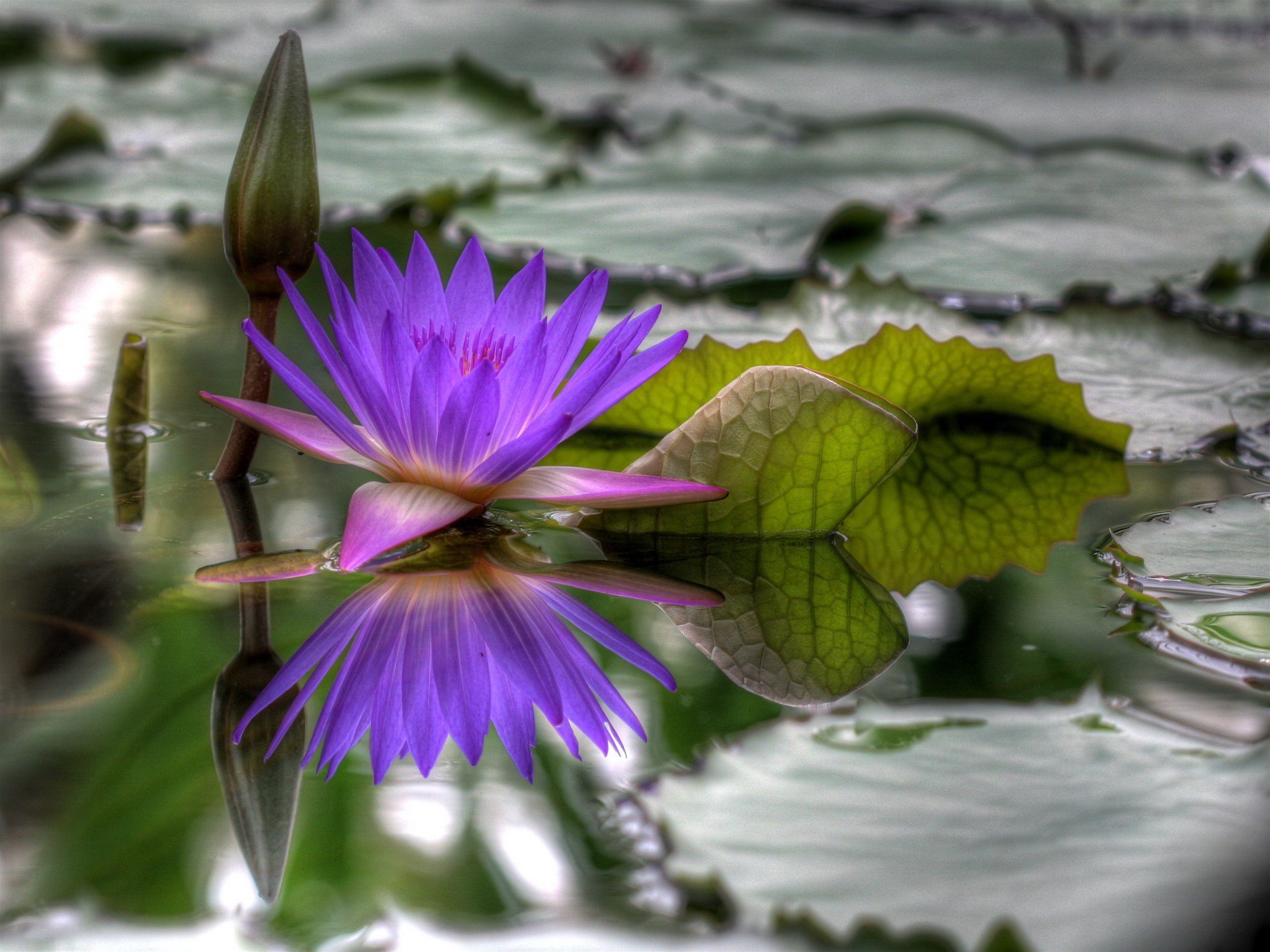 fiore sbocciato acqua hdr