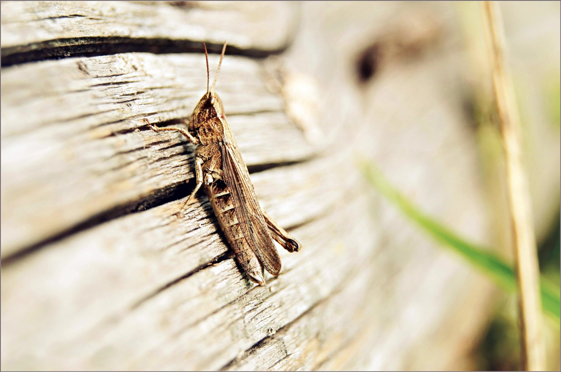 insecte sauterelle pattes antennes ailes planche bois forgeron