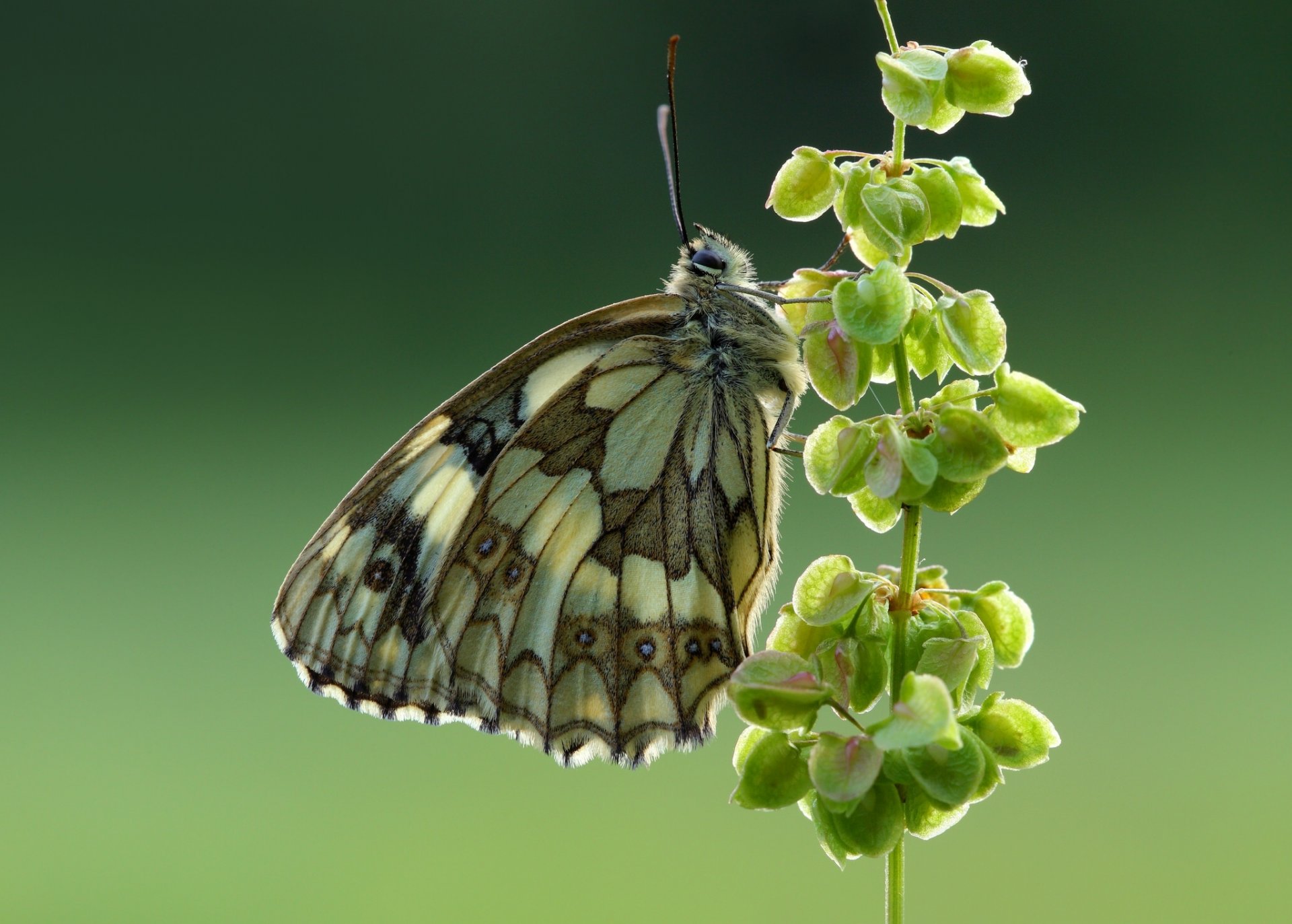 pstrokata galatea motyl makro