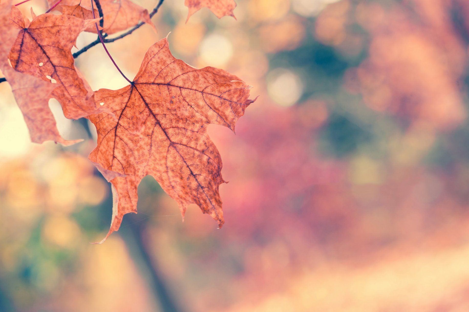 liście klon pomarańczowy gałąź drzewo jesień makro bokeh natura