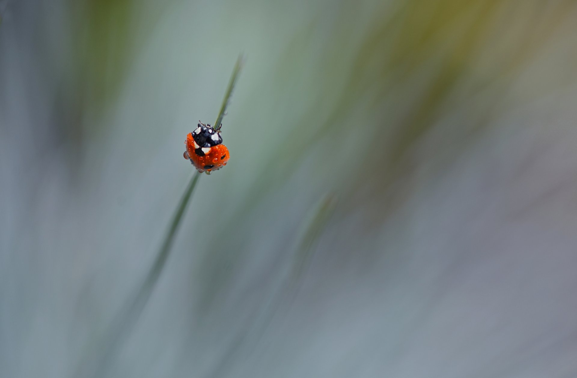 erba insetto coccinella gocce rugiada