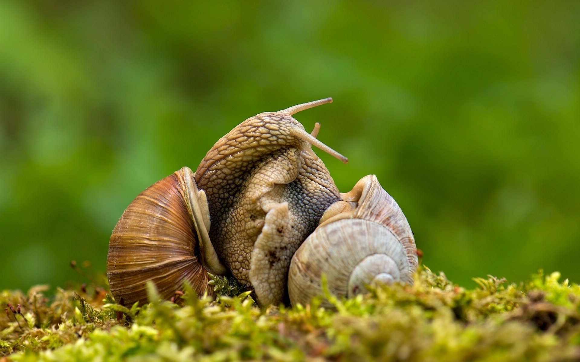 caracoles amor macro