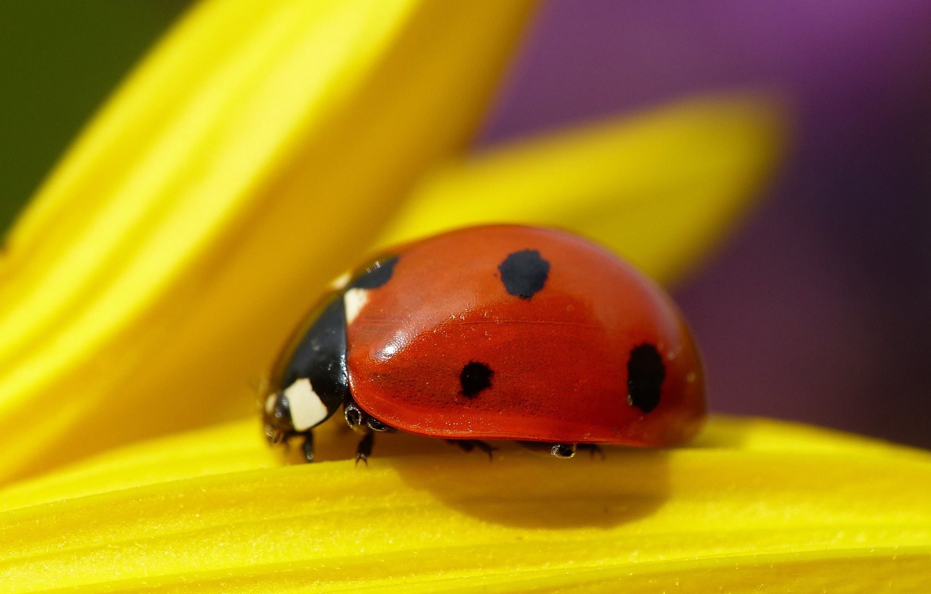 insetto scarabeo coccinella pianta fiore petali