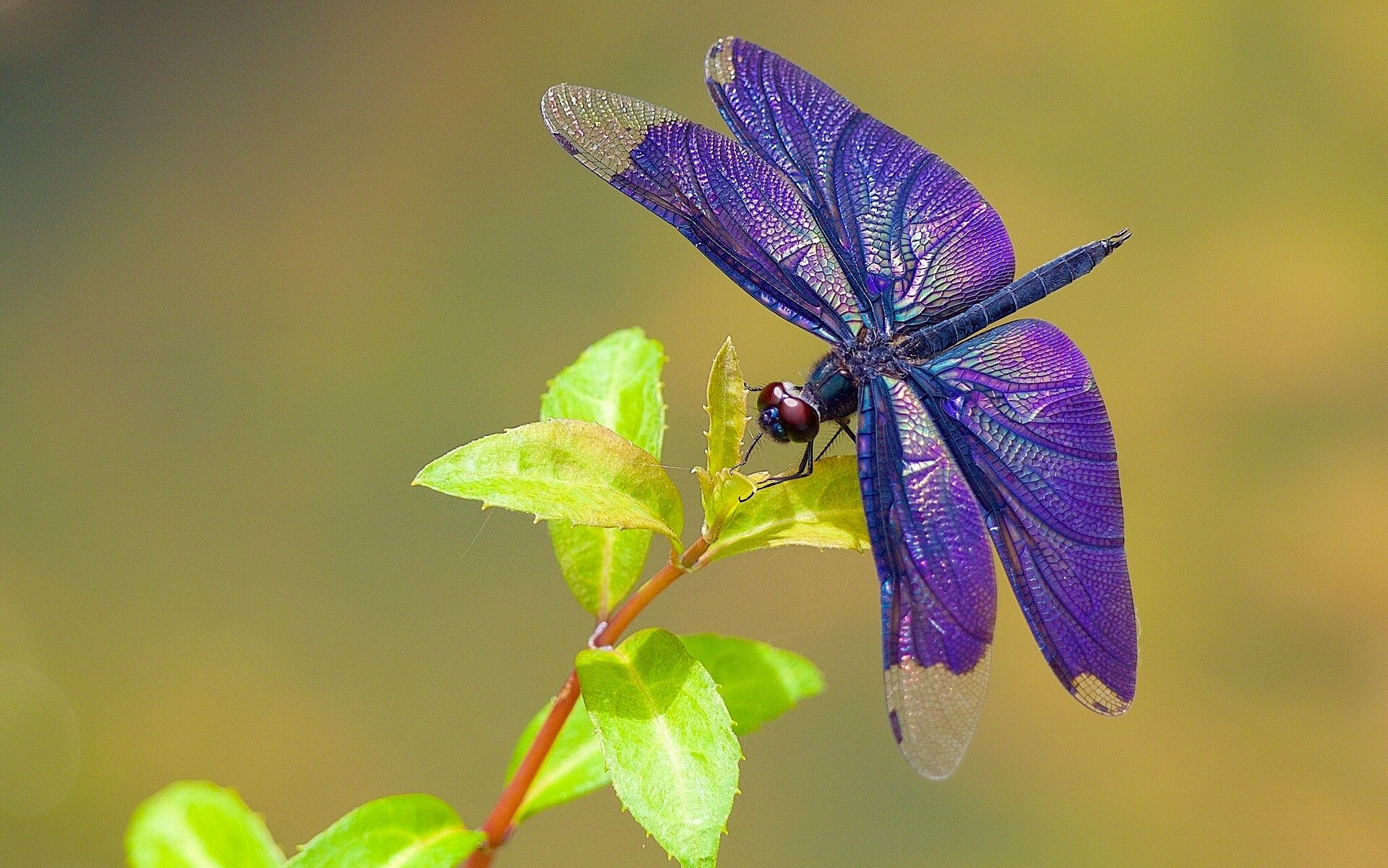 dragonfly blade close up