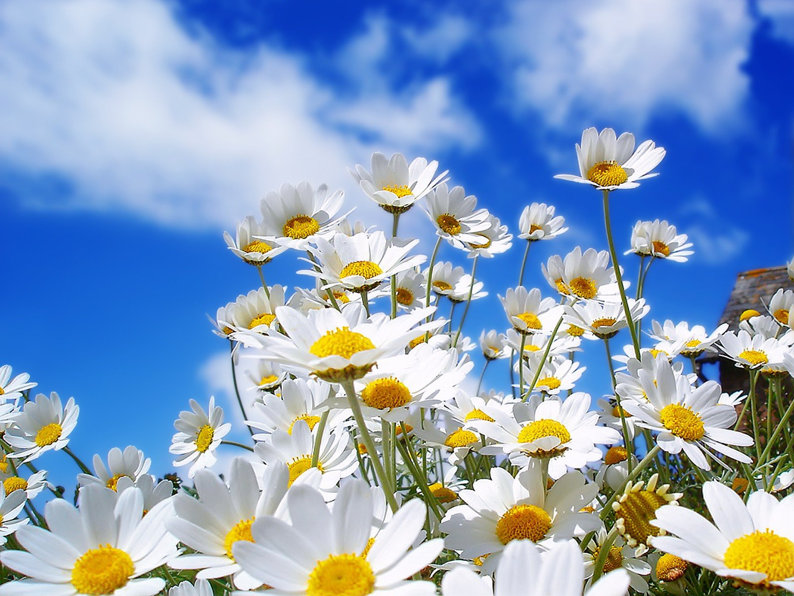 fleurs marguerites ciel