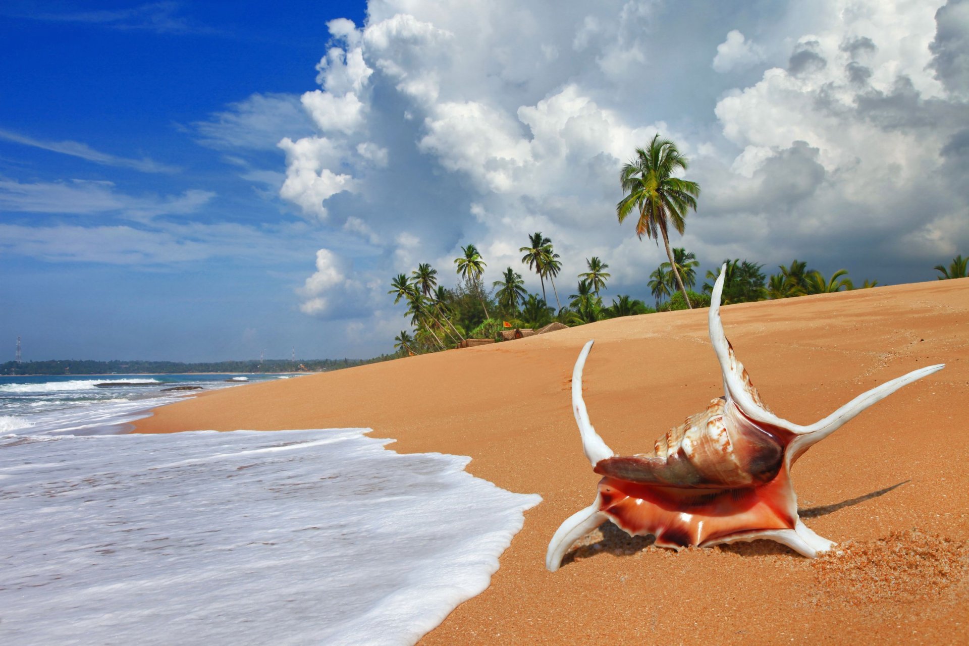 beach shell sand ocean