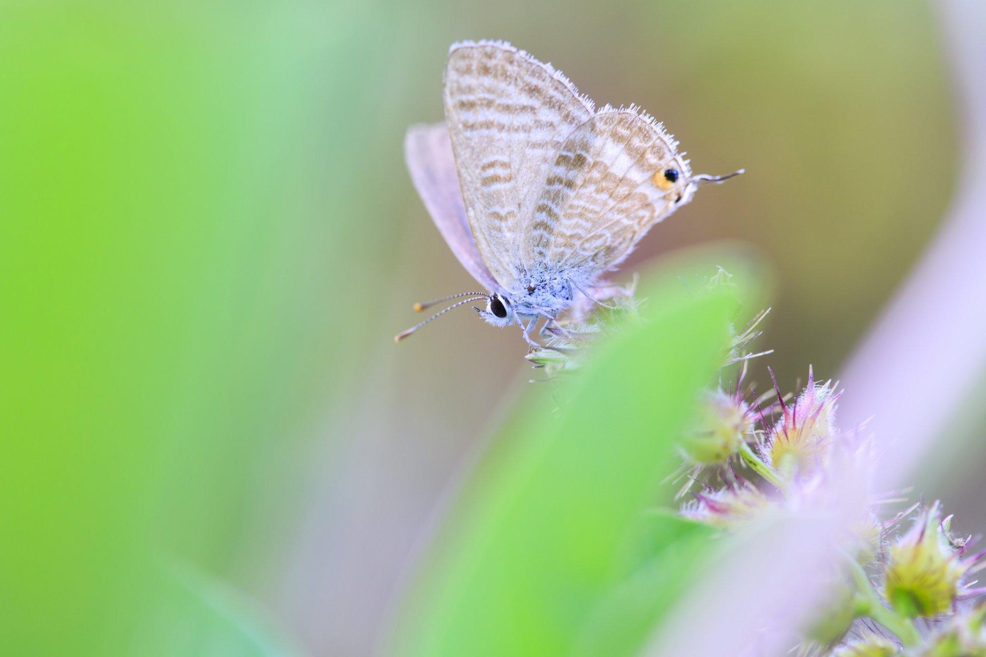 butterfly close up green blur wings insect