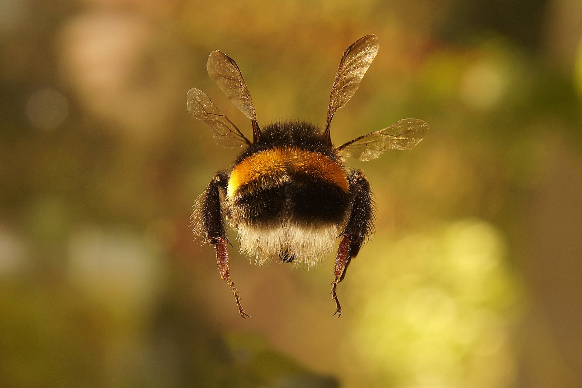 pring insect bumblebee