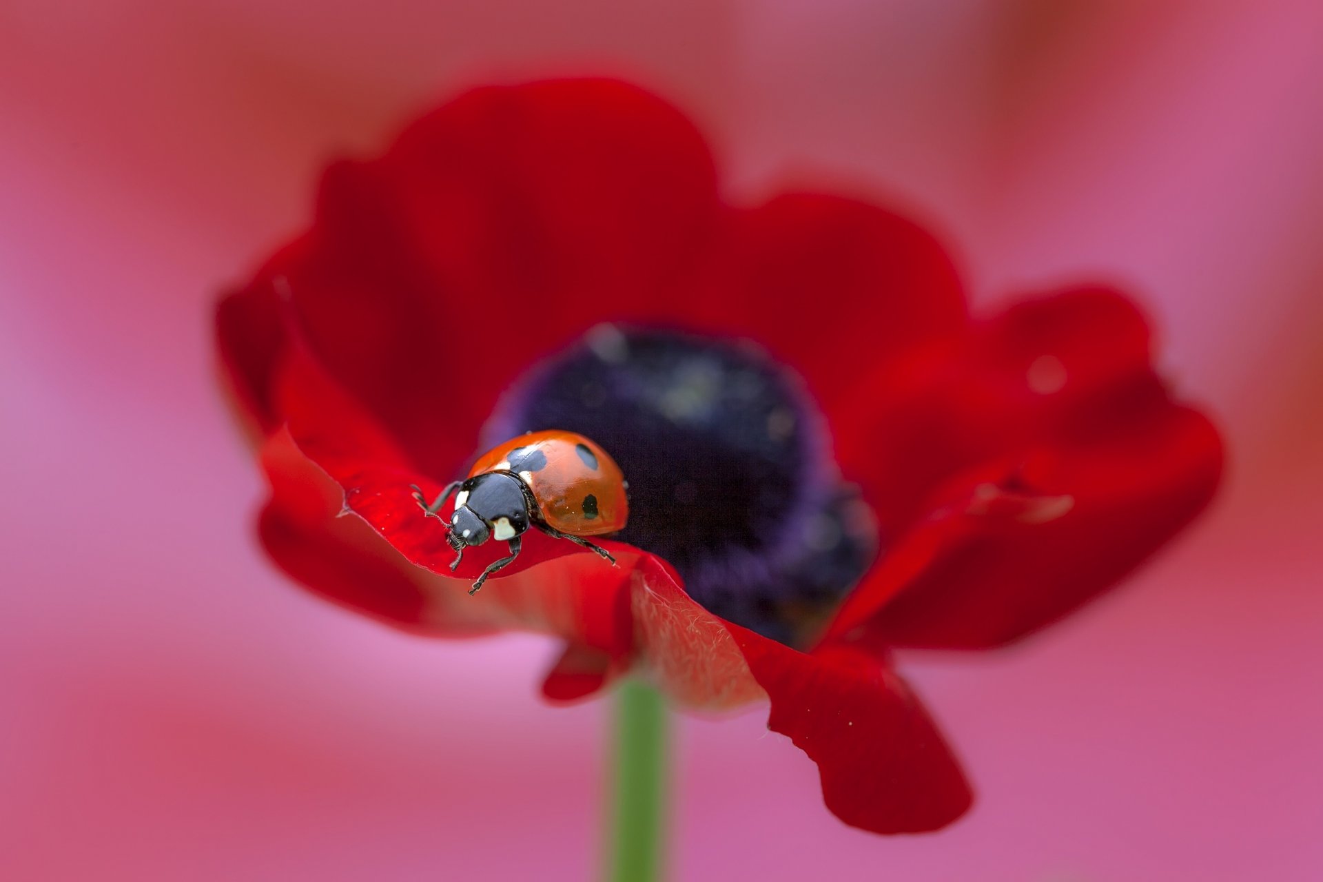 fiore papavero macro coccinella macro