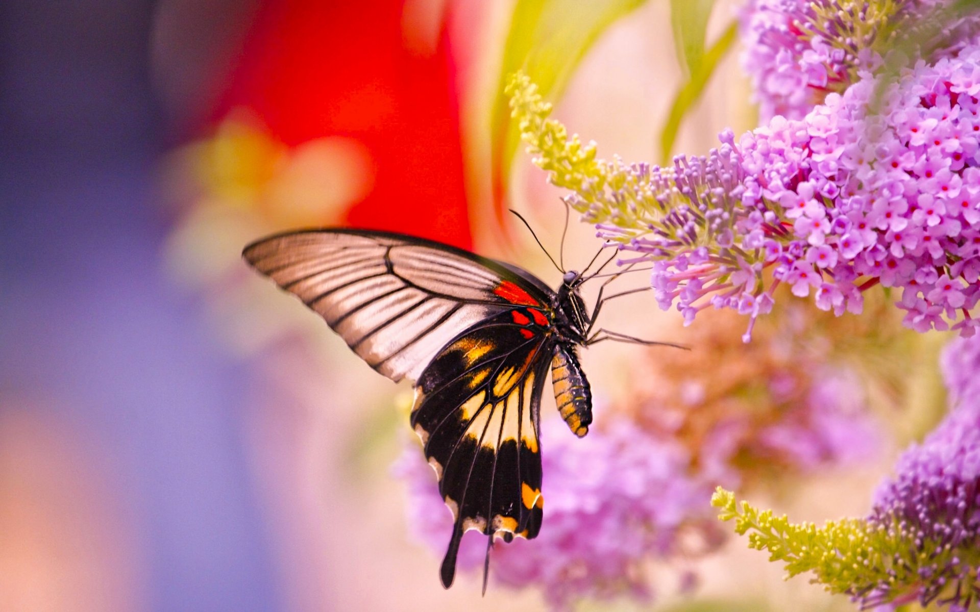 glider catch butterfly flower close up