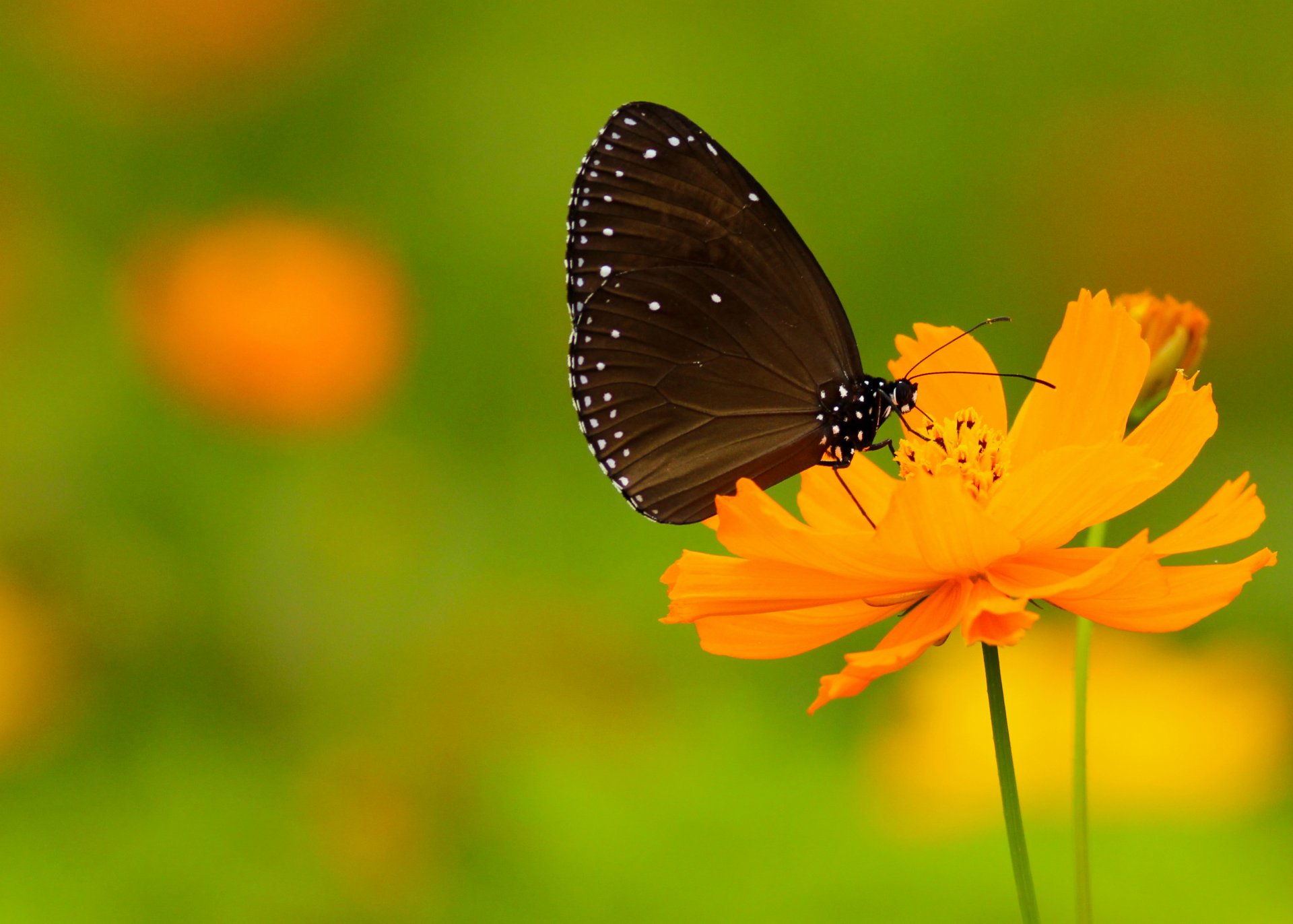 schmetterling flügel antennen punkte weiße punkte blume bokeh schmetterlinge ranken rüssel punkte stiel