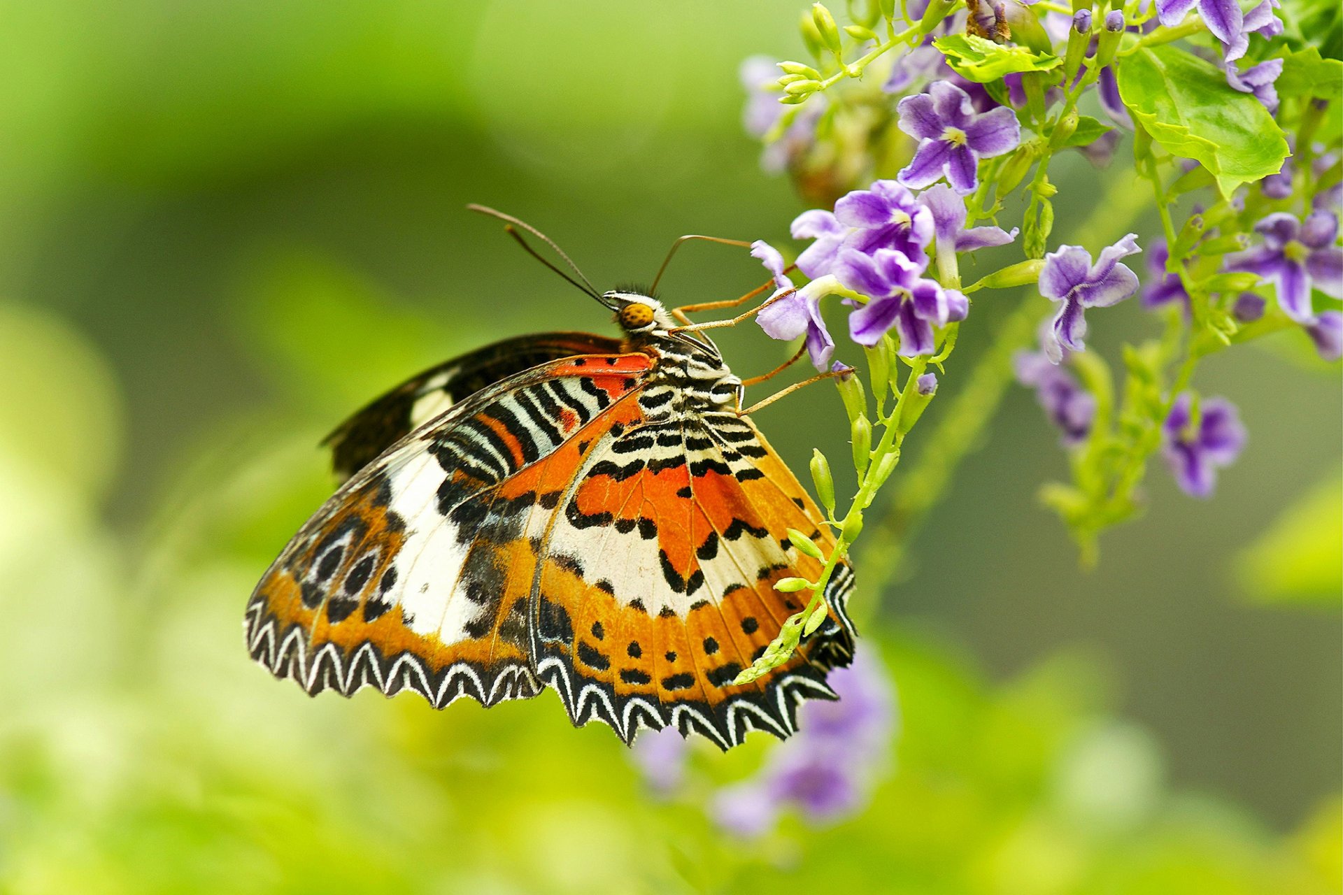 mariposa polilla alas insecto flor planta