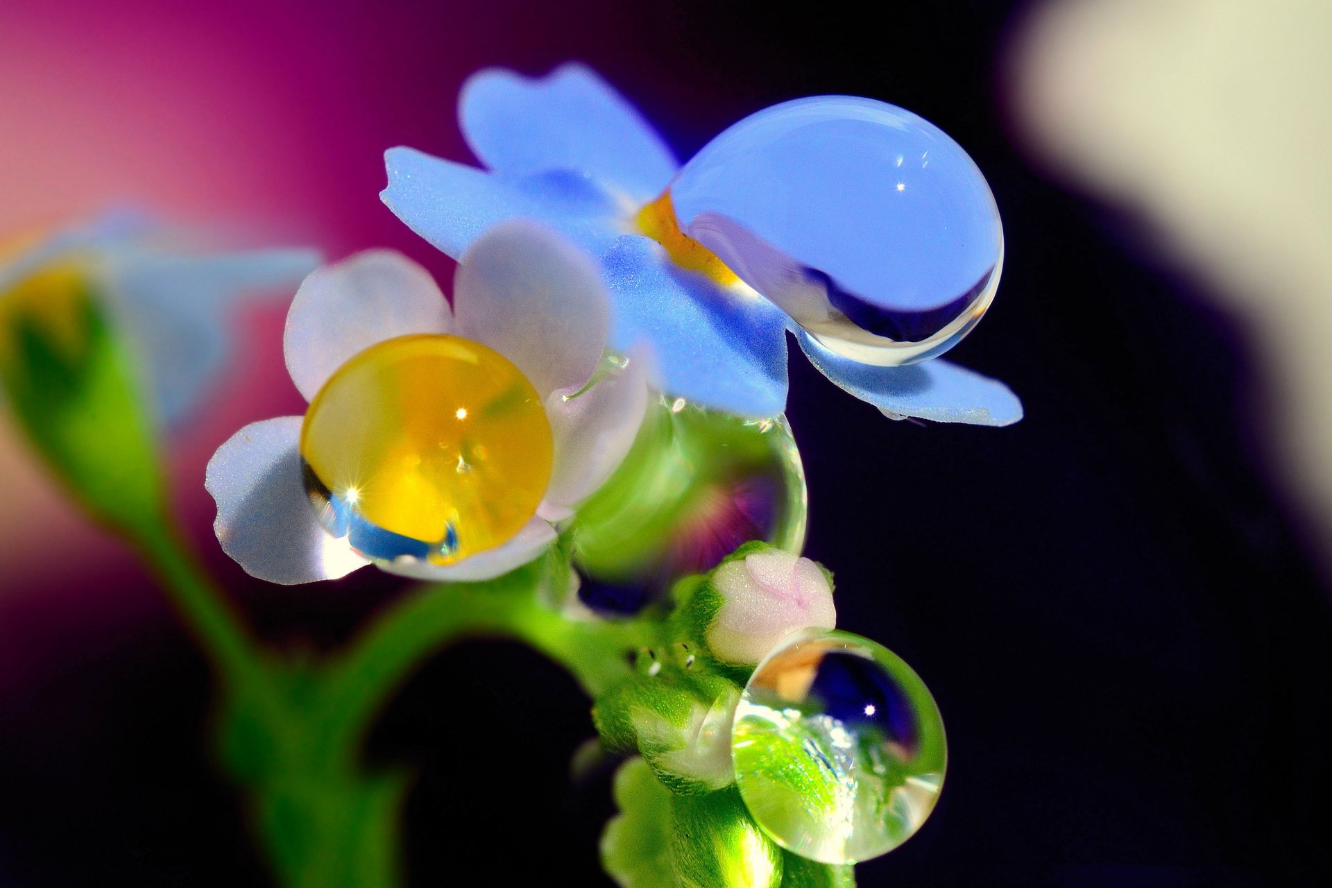 gros plan fleurs gouttes rosée