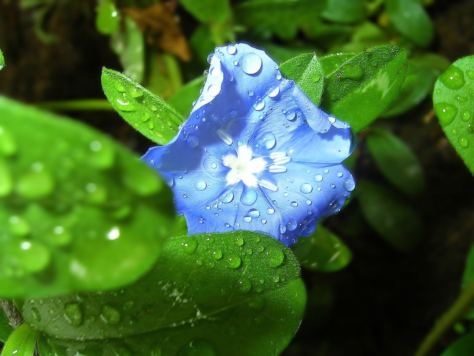 fleur couleur gros plan