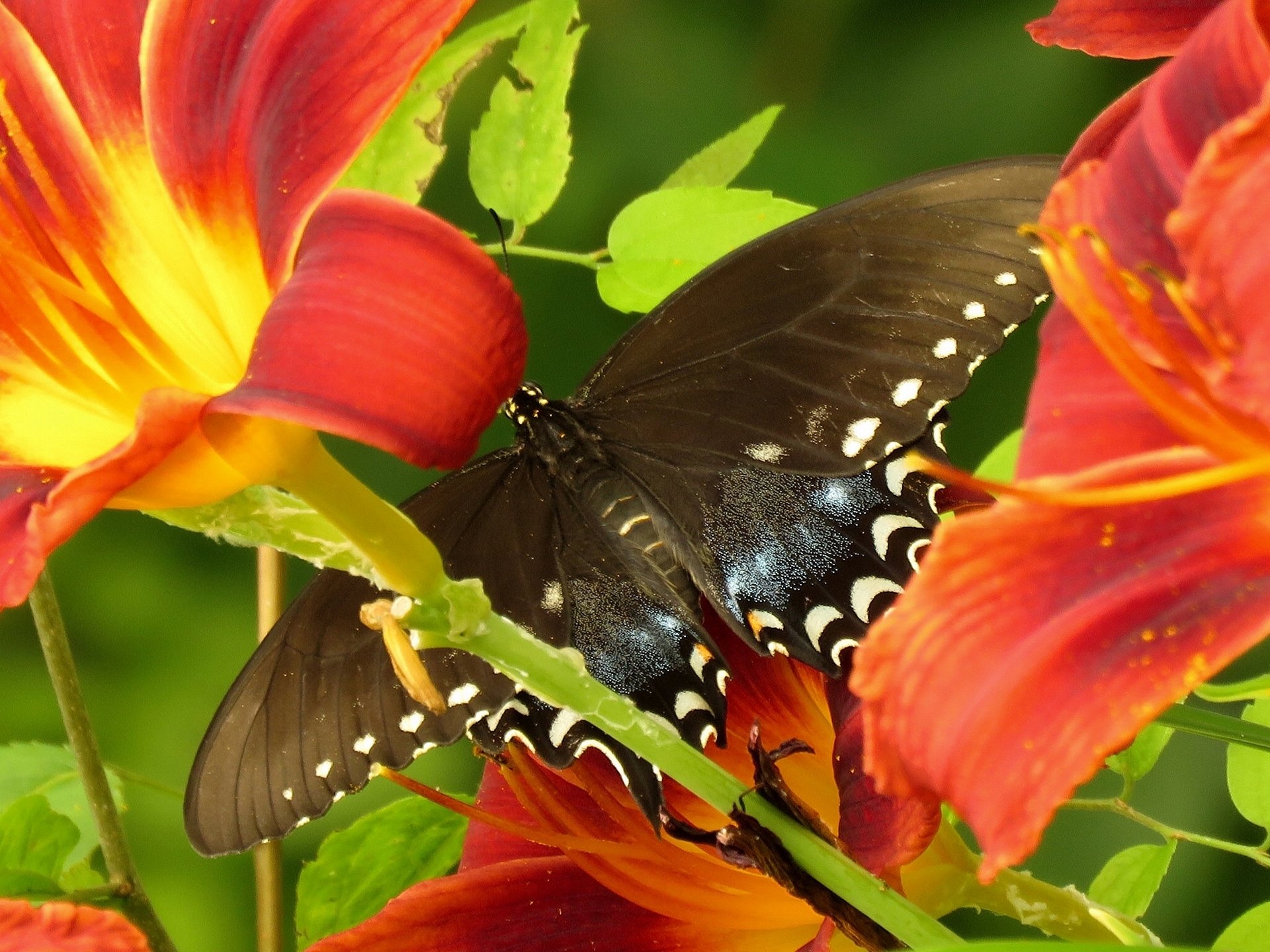 glavk velero mariposa flores lirios macro