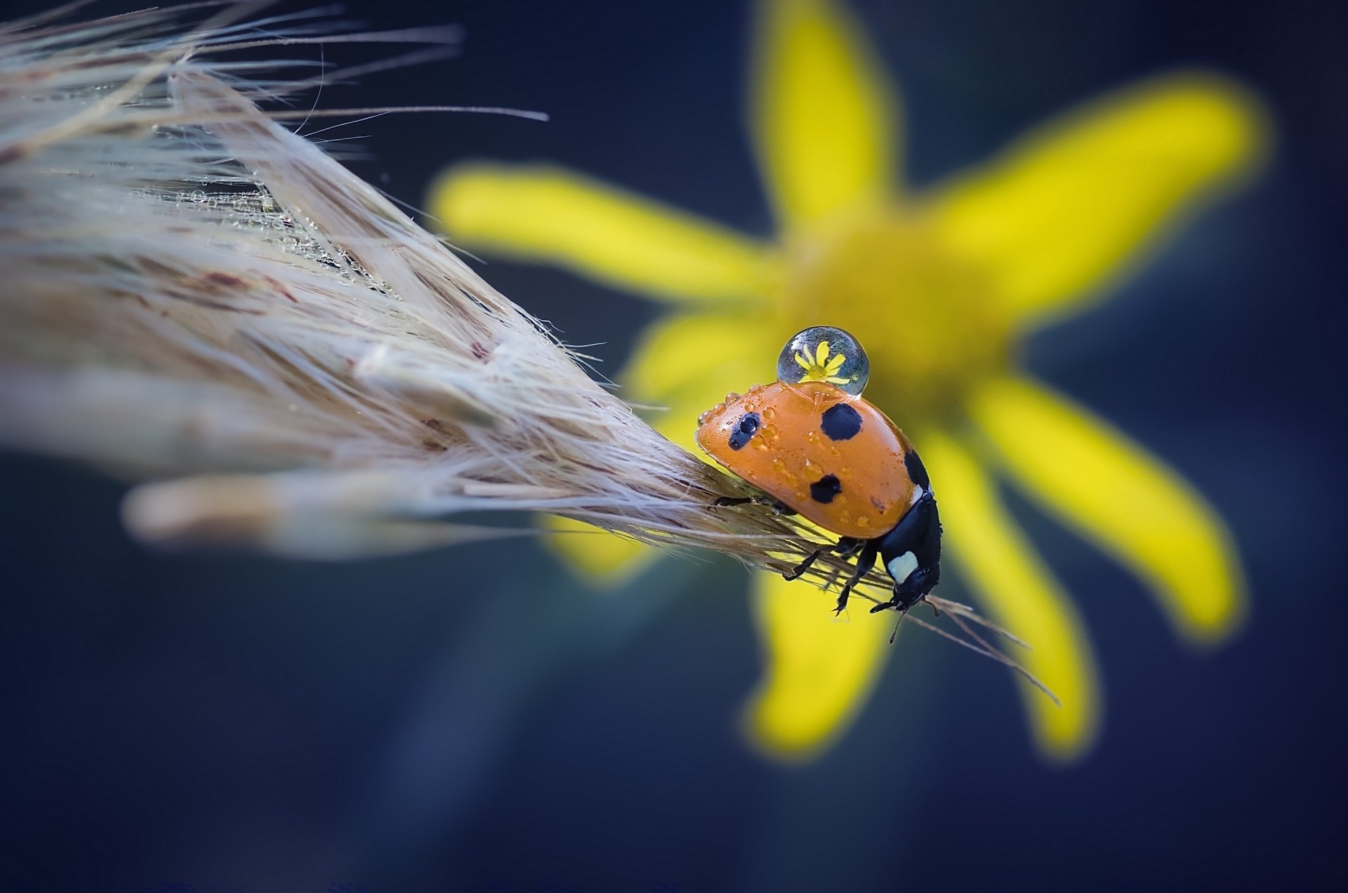 coccinella insetto scarabeo spighetta fiore goccia macro