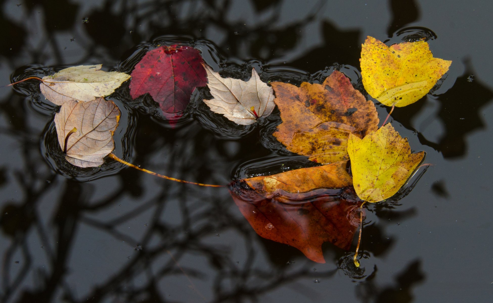 water surface leaves autumn