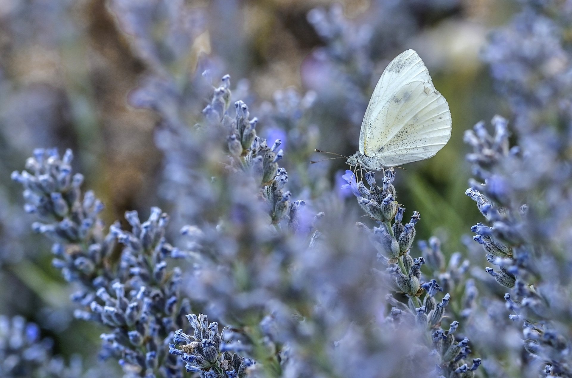 papillon lavande fleurs gros plan