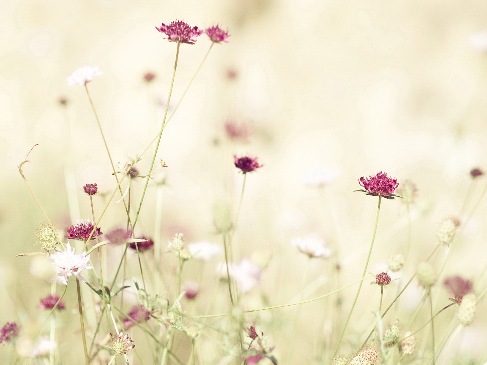 licht blume rot