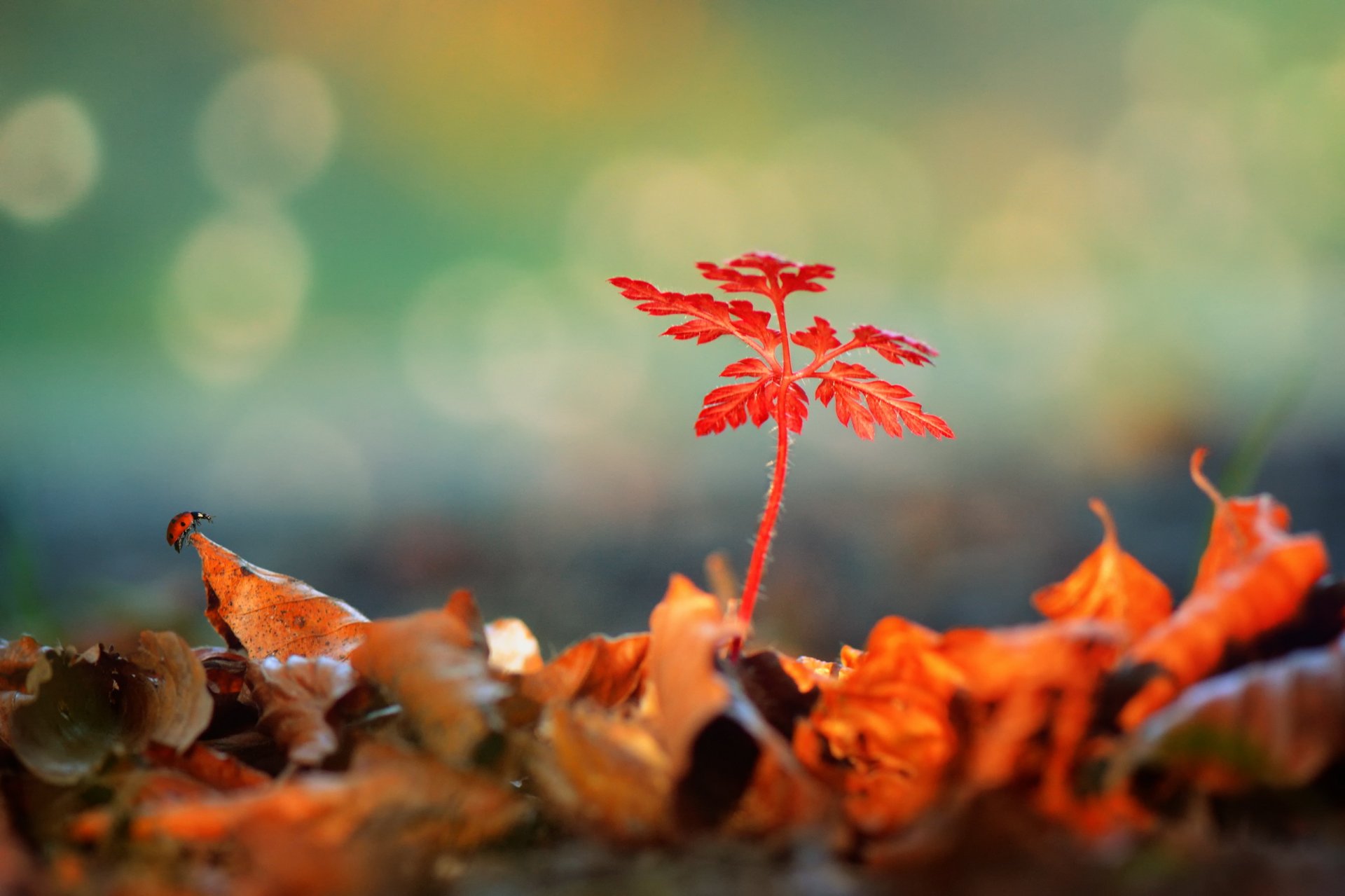 plant leaves fallen ladybug reflection