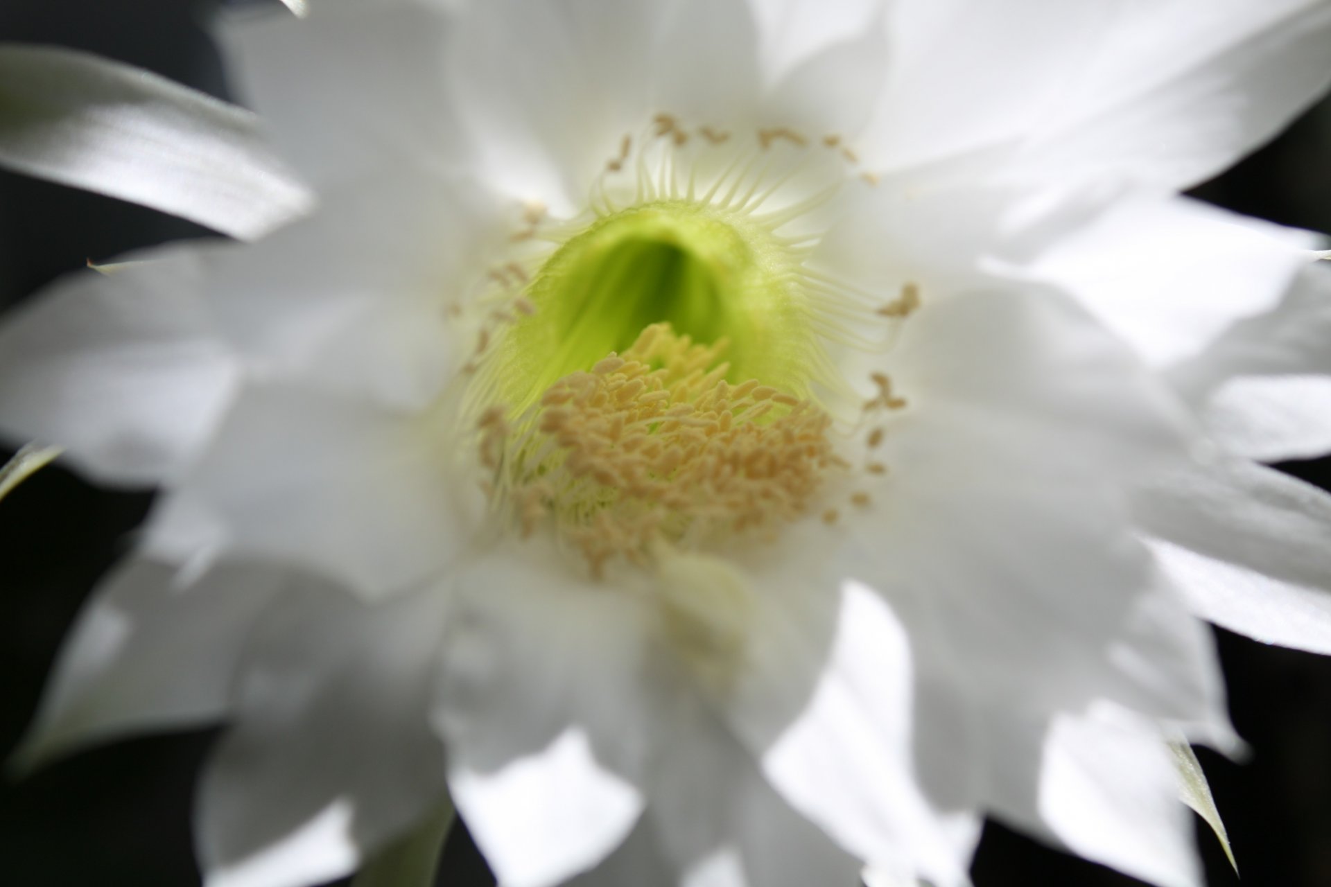 cactus macro stami