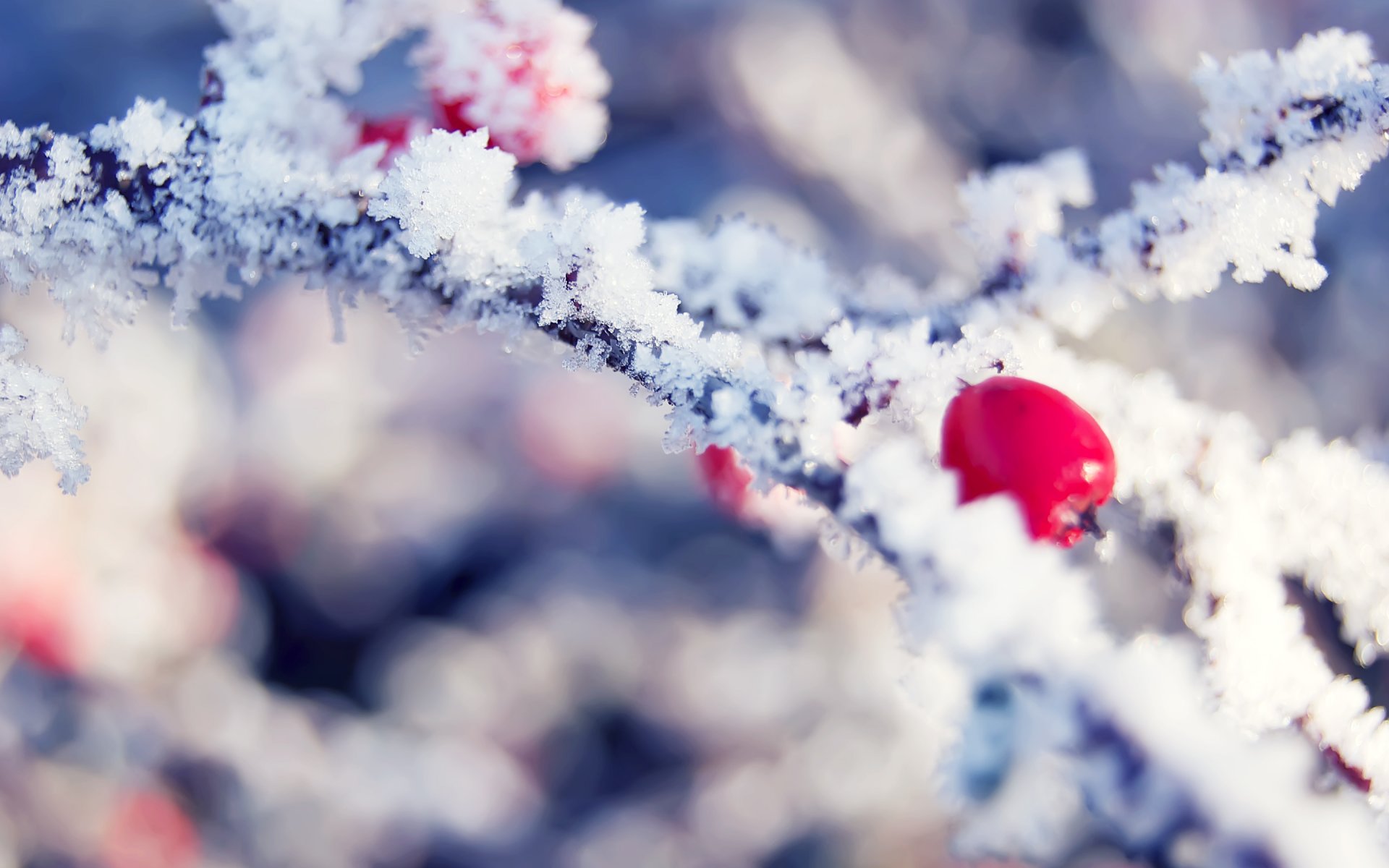 winter branch frost crystals berry red bright