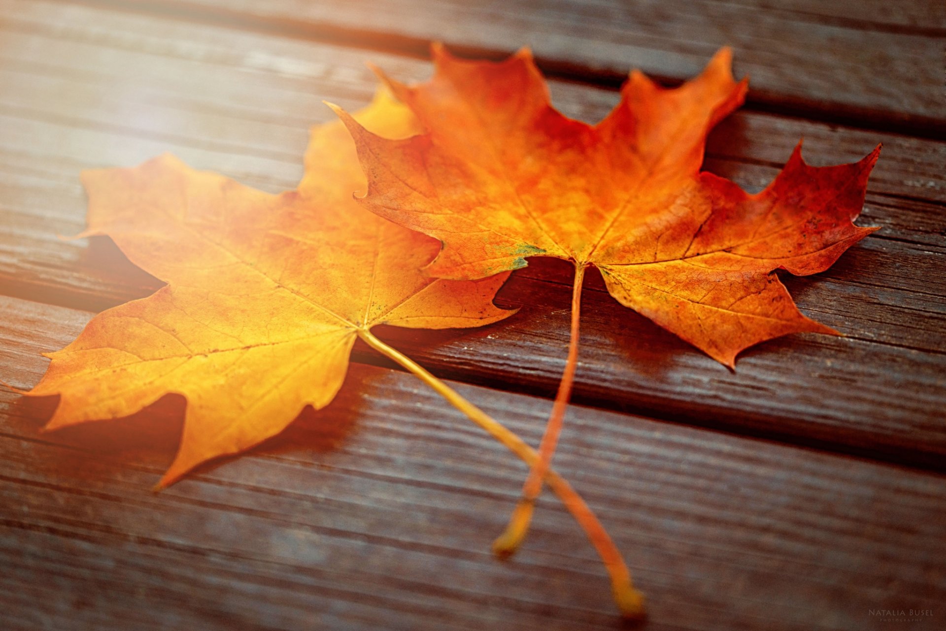 gros plan automne feuilles érable deux planches lumière