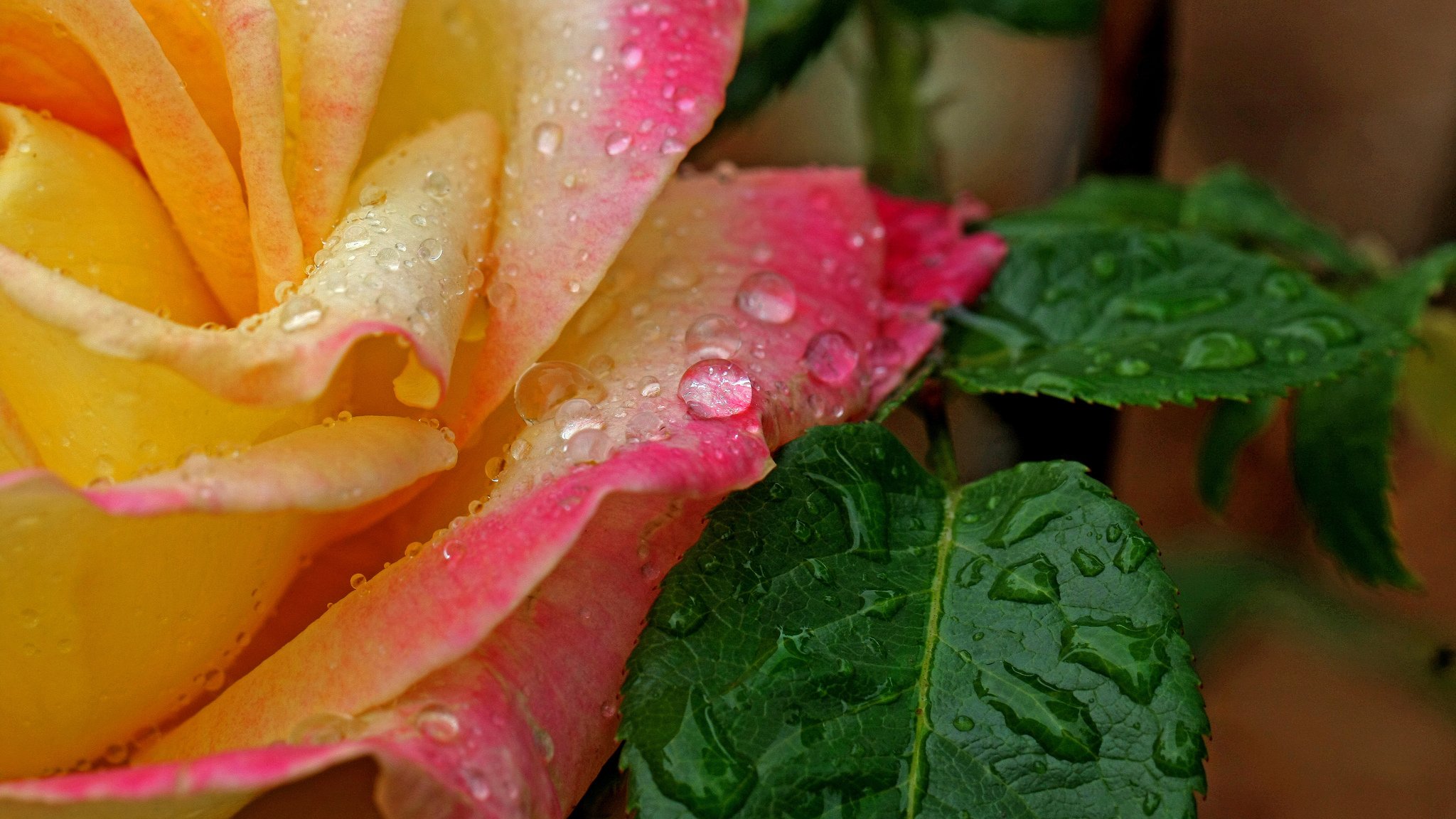 rose fleur pétales feuilles gouttes eau