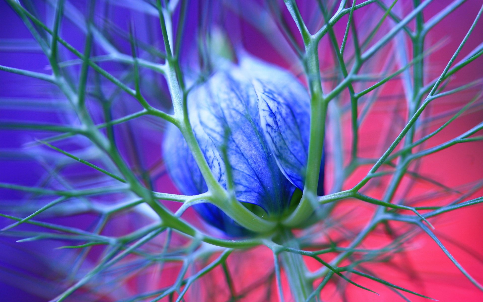 flor espinas azul