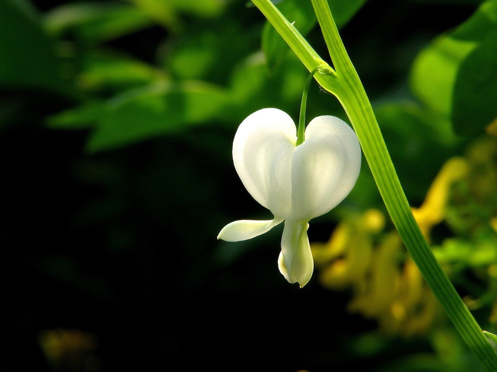 plante vert