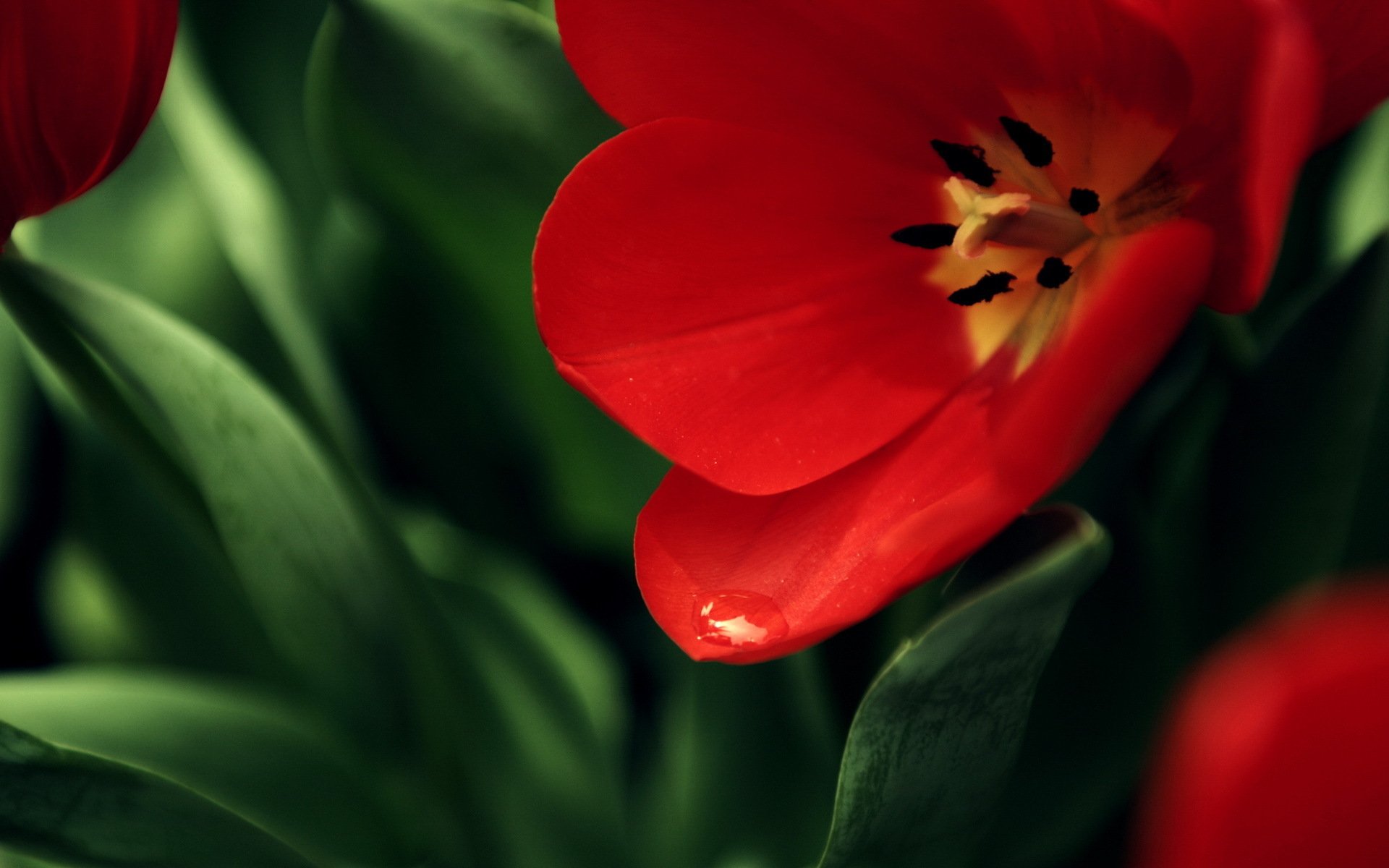 fiore papavero rosso sfondo