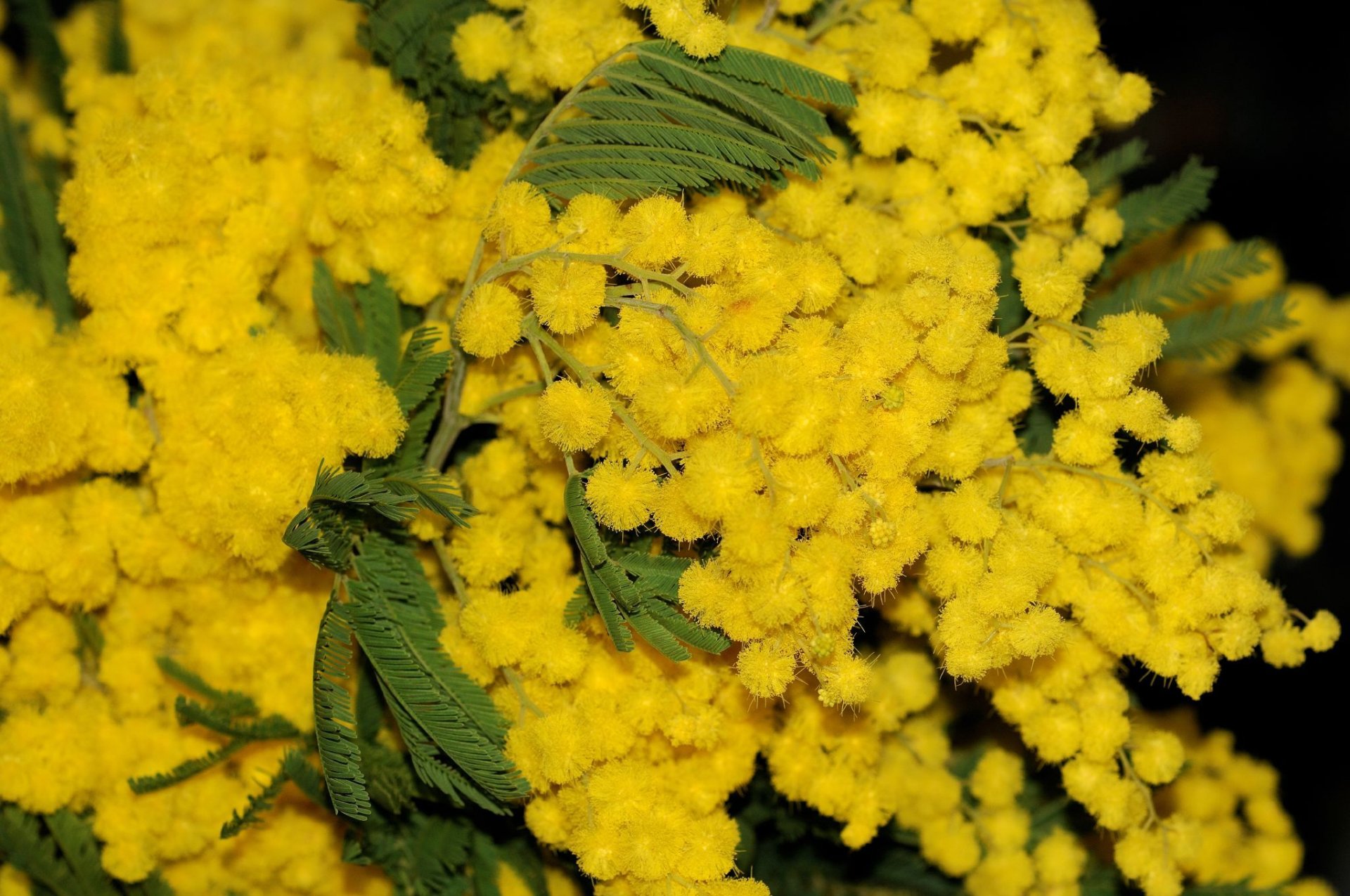 flores mimosa hojas papel pintado