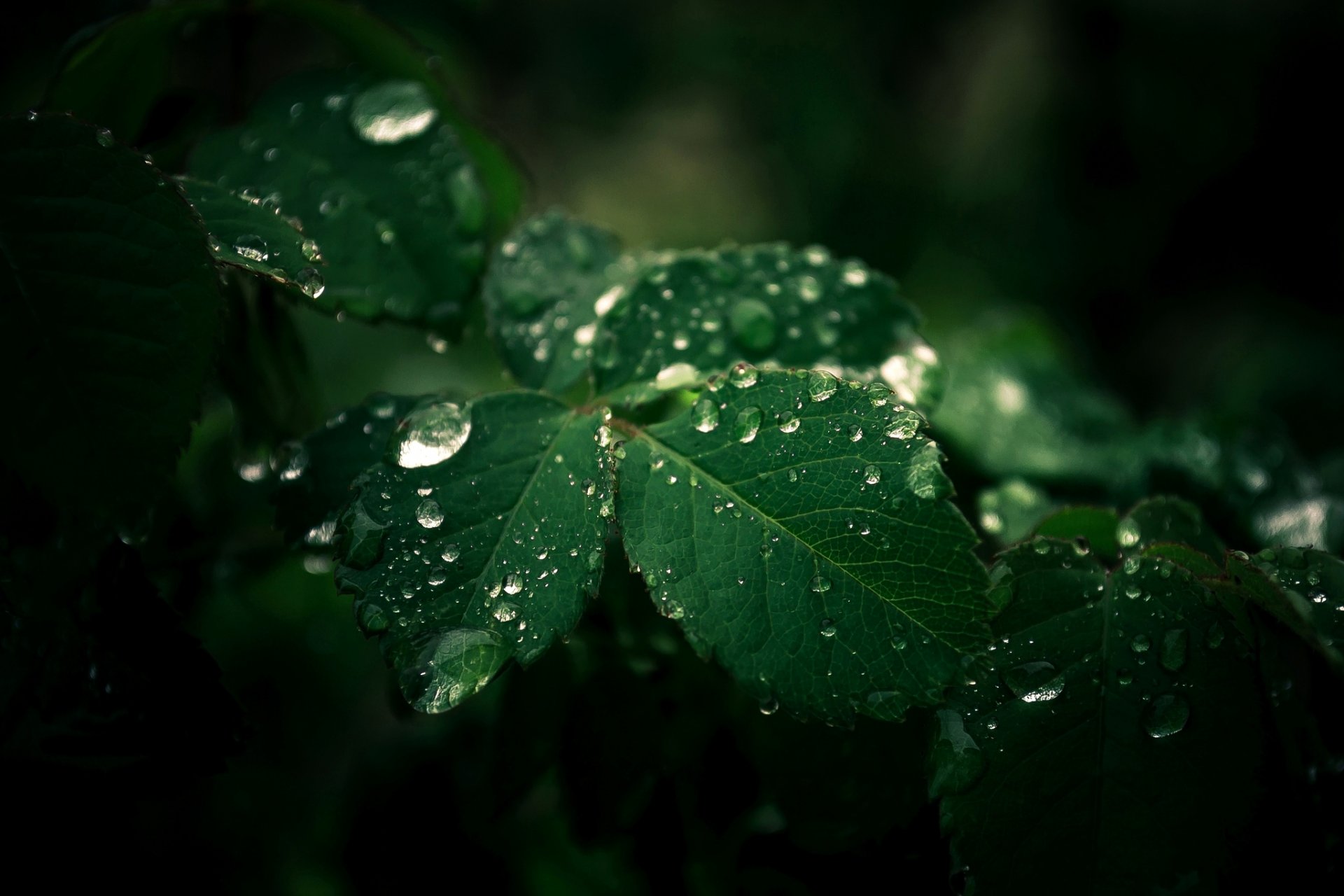 hojas verde gotas gotas naturaleza macro