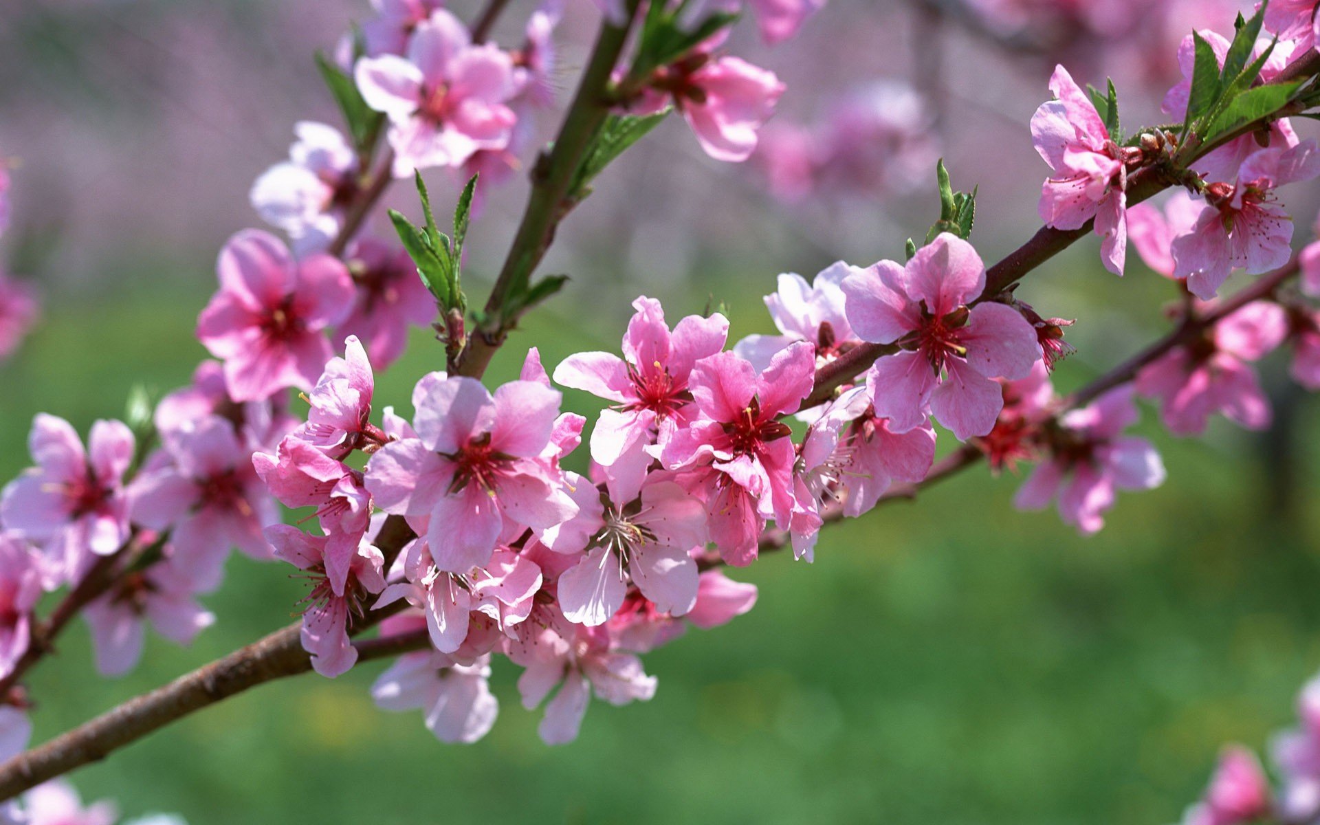 fleurs branche rose abricot printemps gros plan