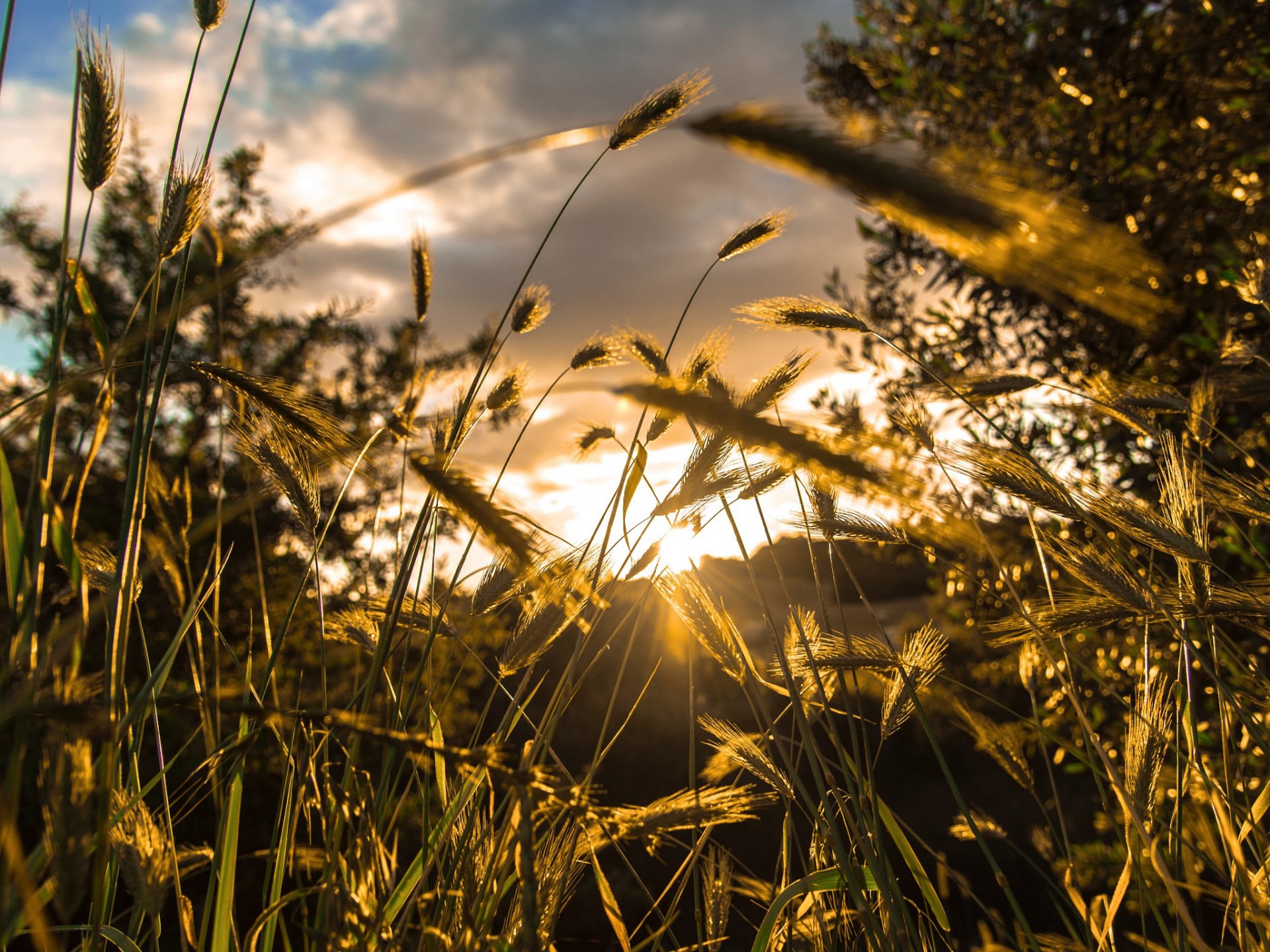 makro światło trawa drzewa bokeh