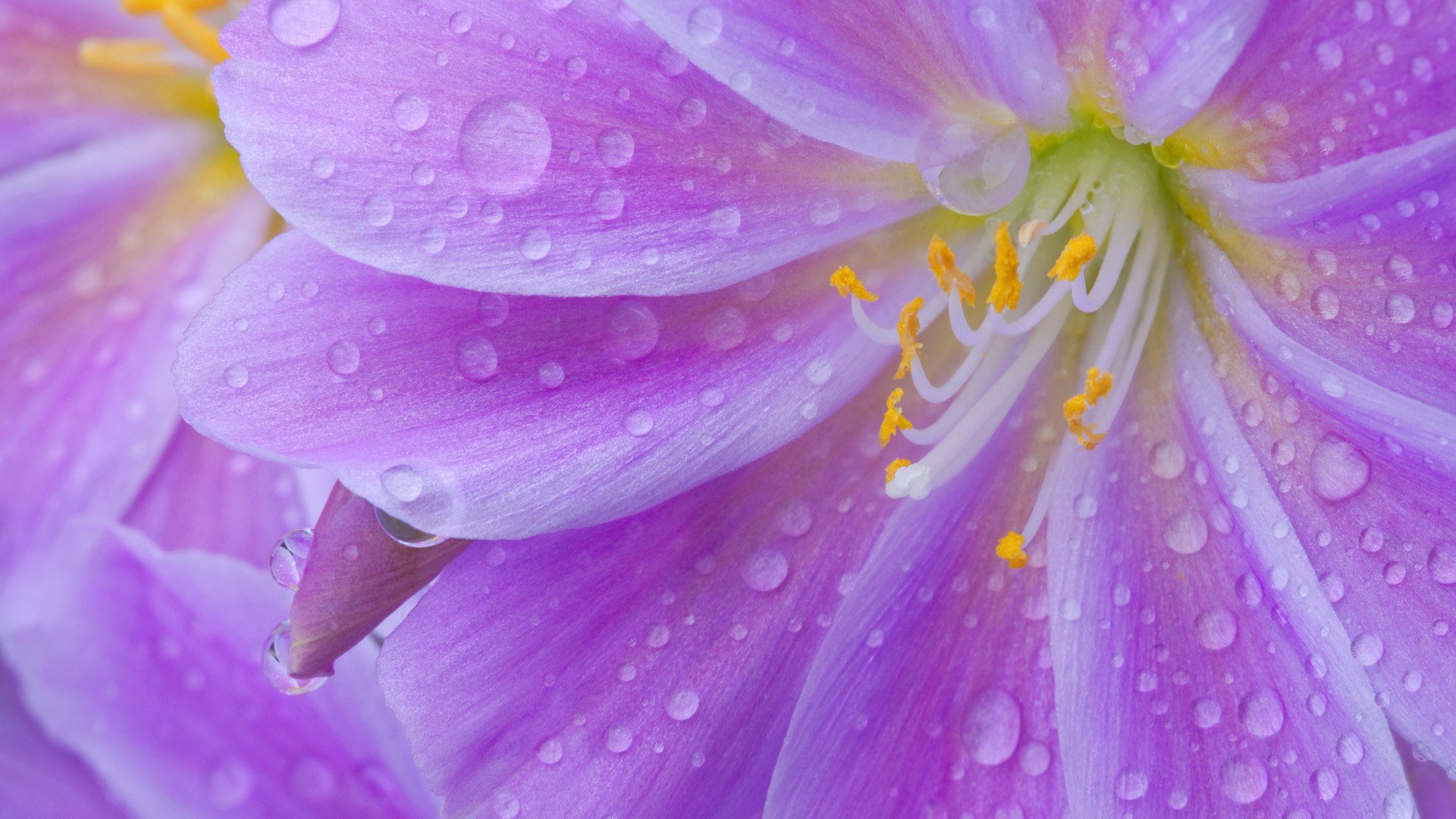 flower petals stamens drops rosa