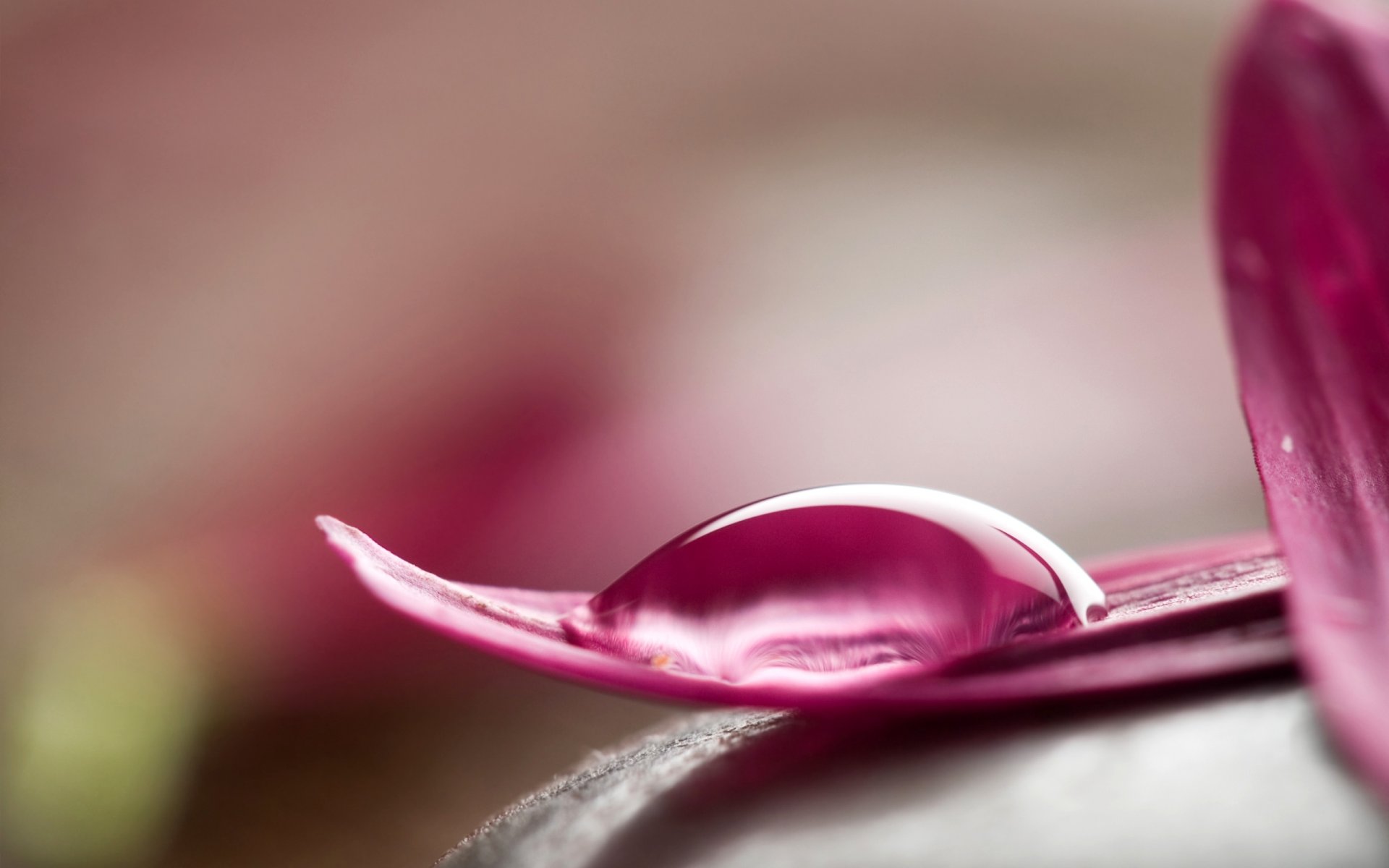 petals pink drop water close up