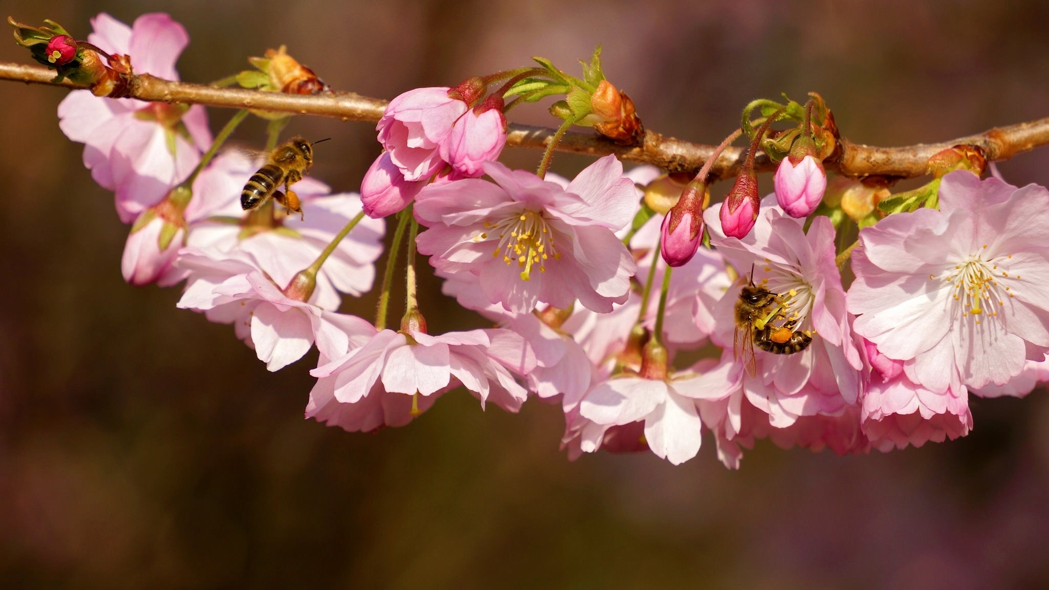 cerise branche floraison fleurs insectes gros plan printemps