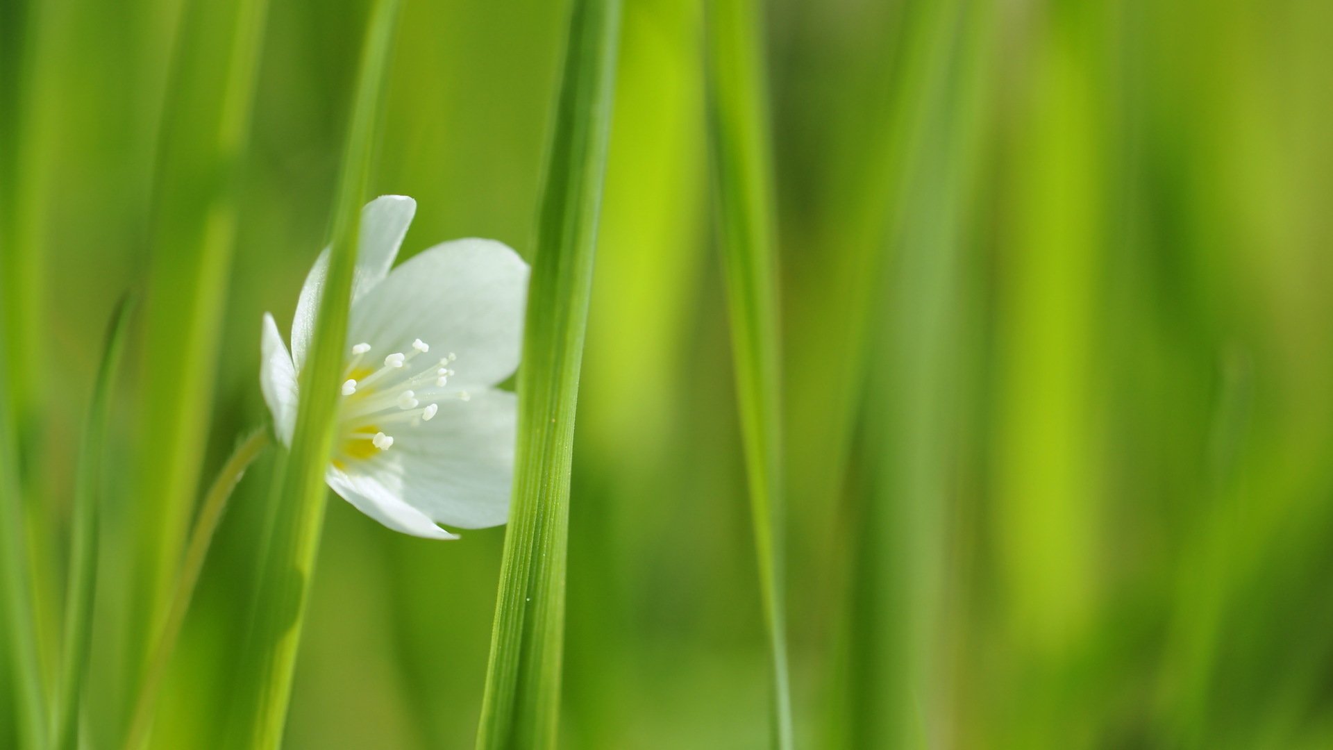 flower grass white close up