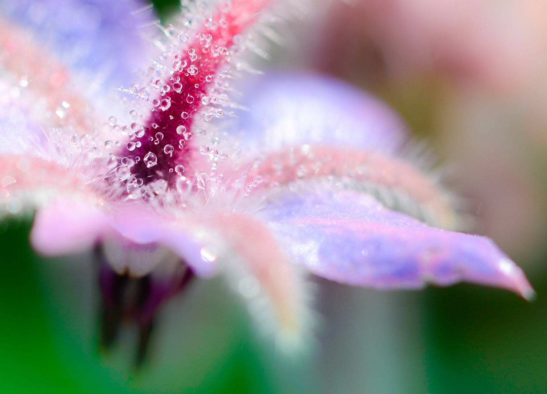 fleur rosée gros plan gouttes eau