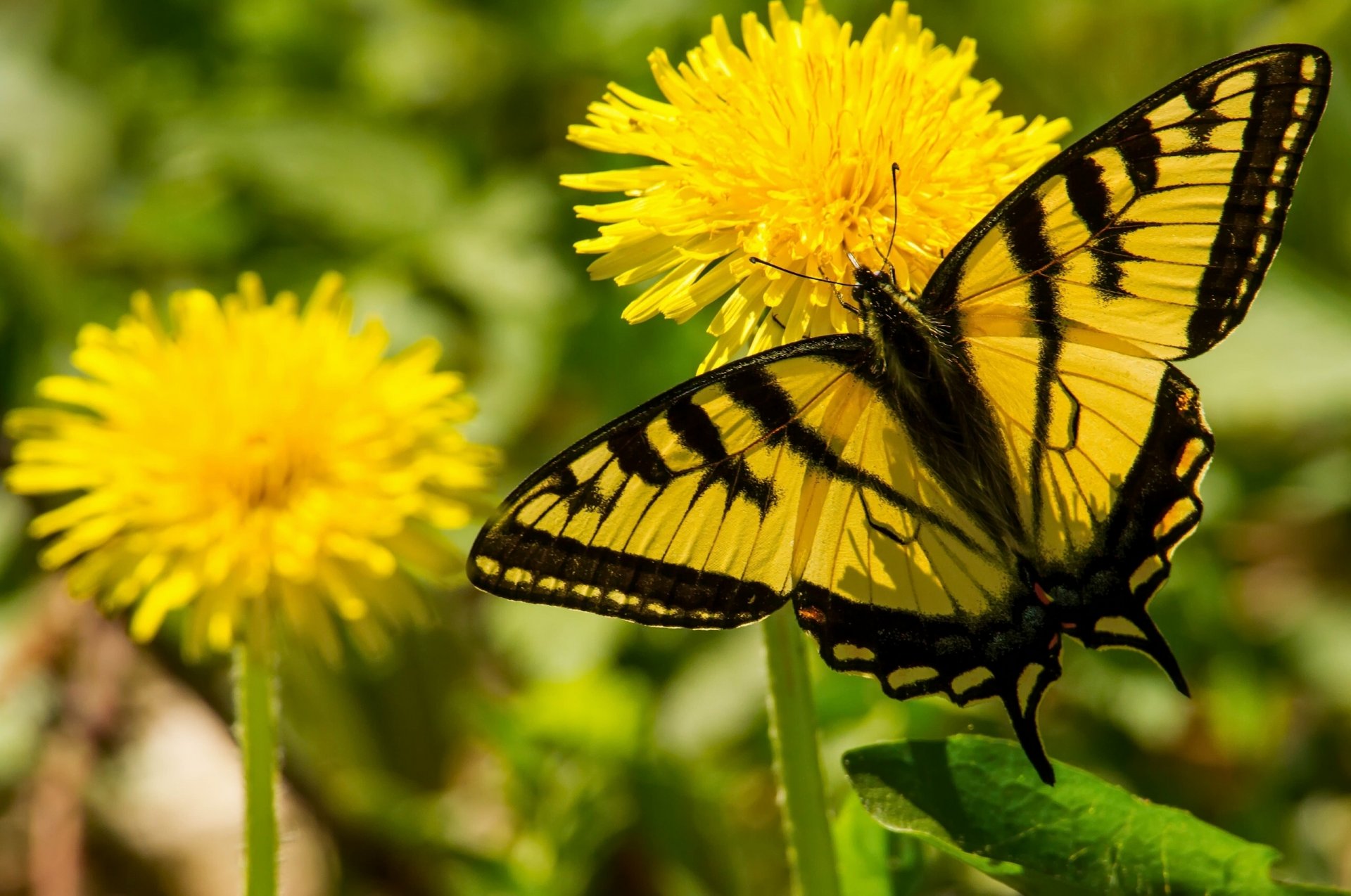 ailboat glaucus butterfly dandelions flower close up