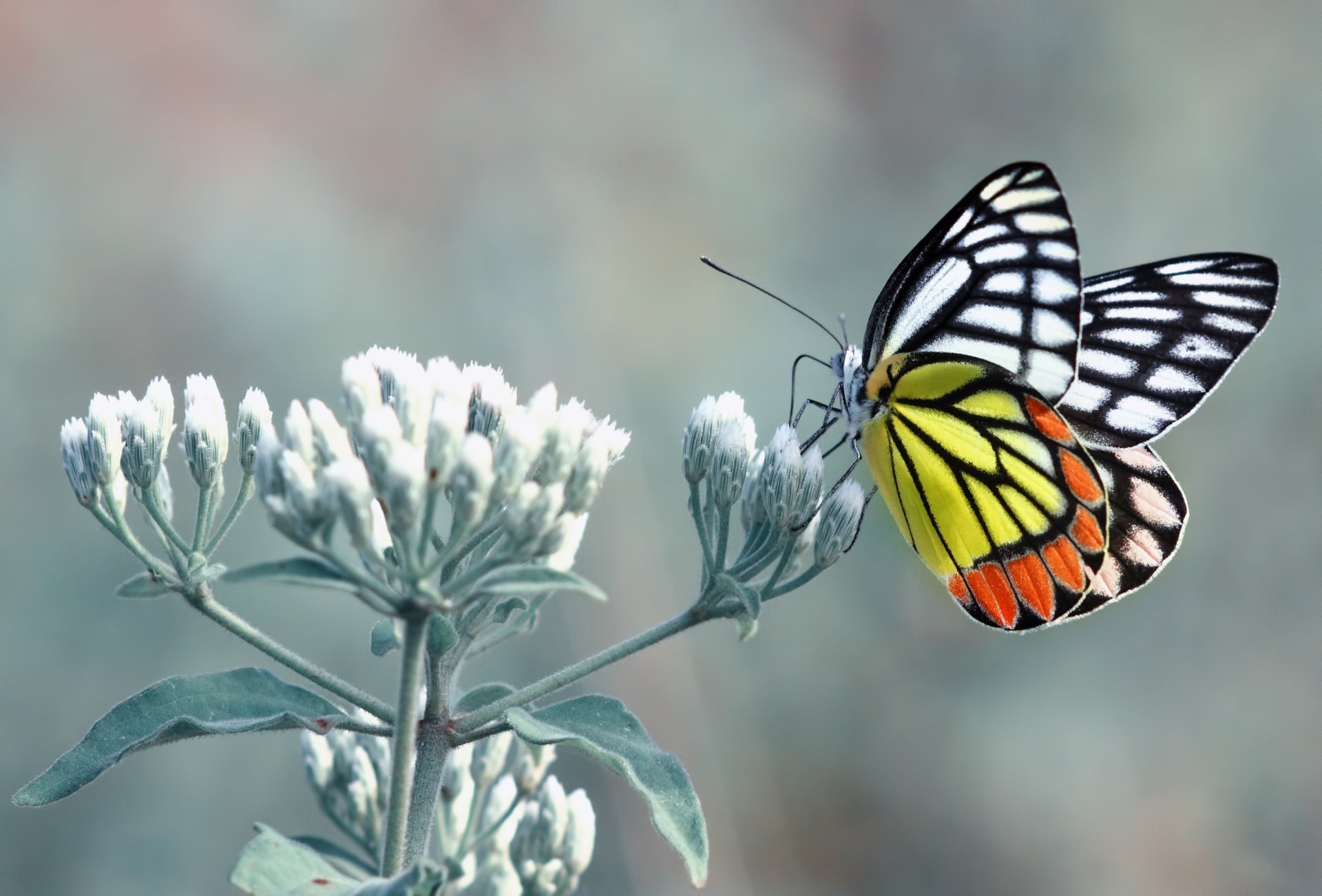 schmetterling blume blätter gelb orange weiß schwarz antennen pfoten fell