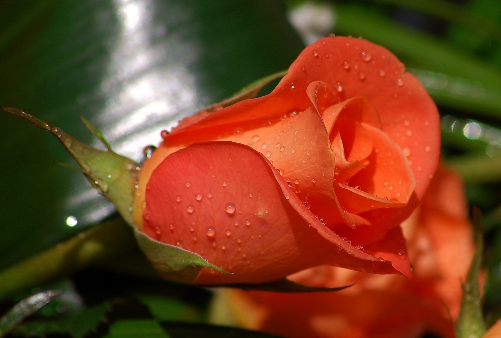 rose blumen knospe tau tropfen scharlachrot