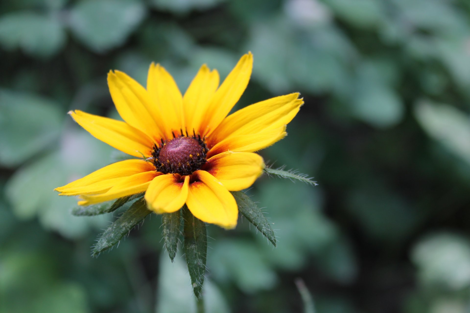 flower background greenery nature plant beauty macro color flowers petal