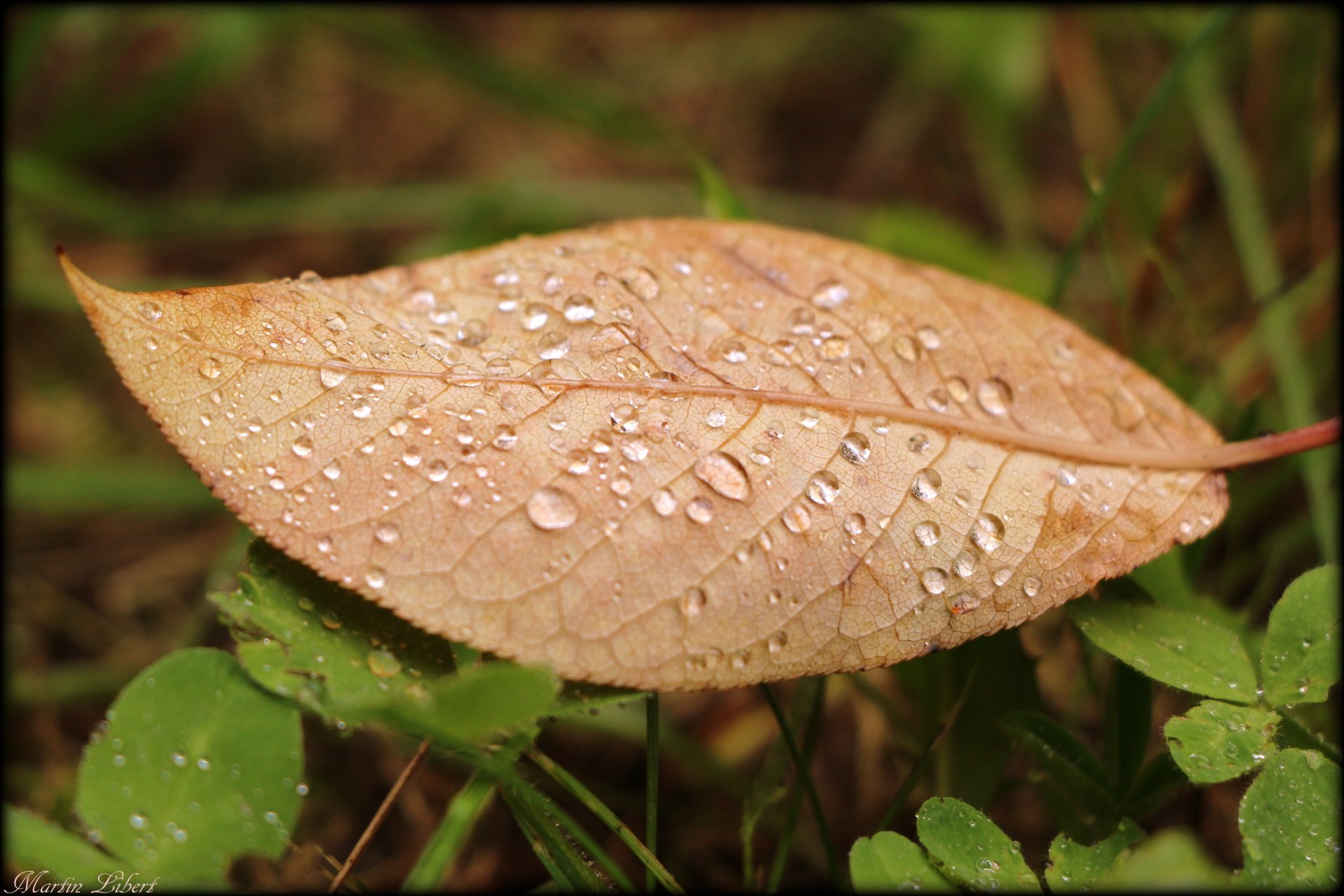 blatt tau herbst gras