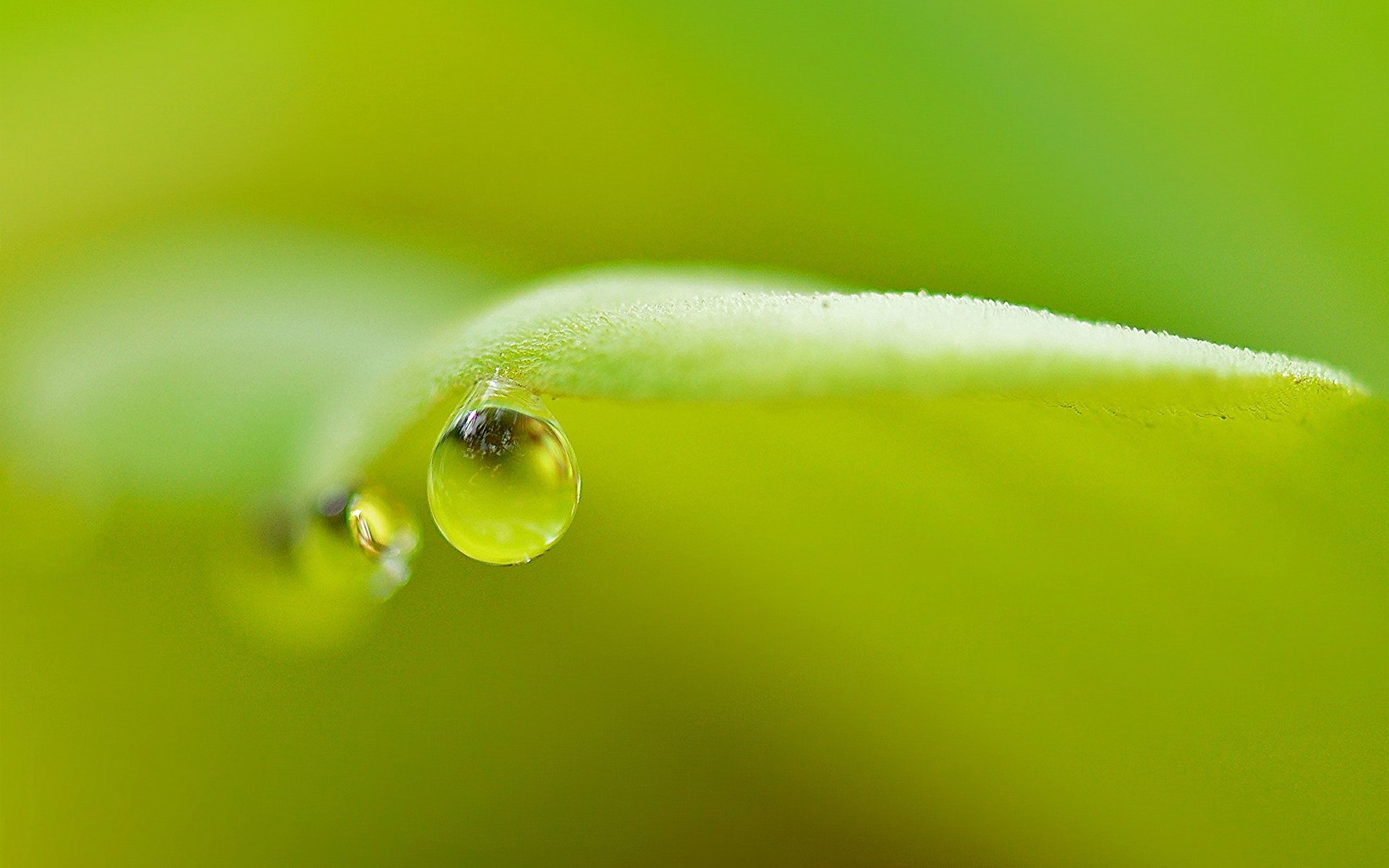 goutte rosée feuille vert nature